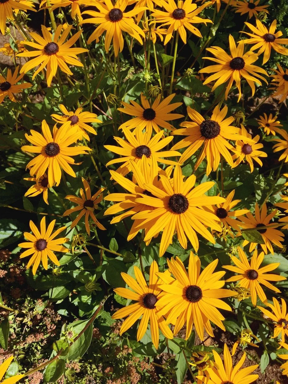 How to Grow BlackEyed Susans from Seed — Mid County Lawn, Landscape