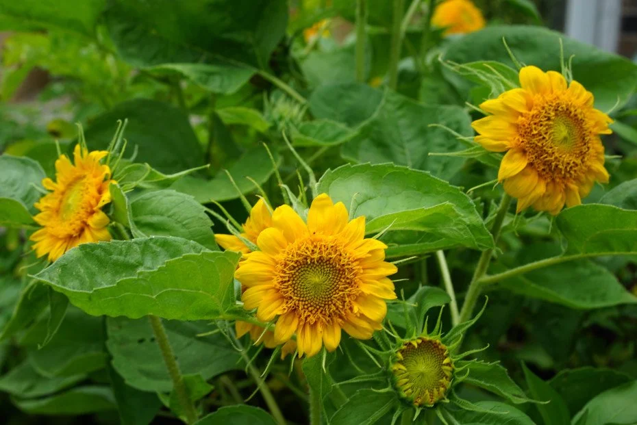 How to Grow BlackEyed Susans from Seed — Mid County Lawn, Landscape