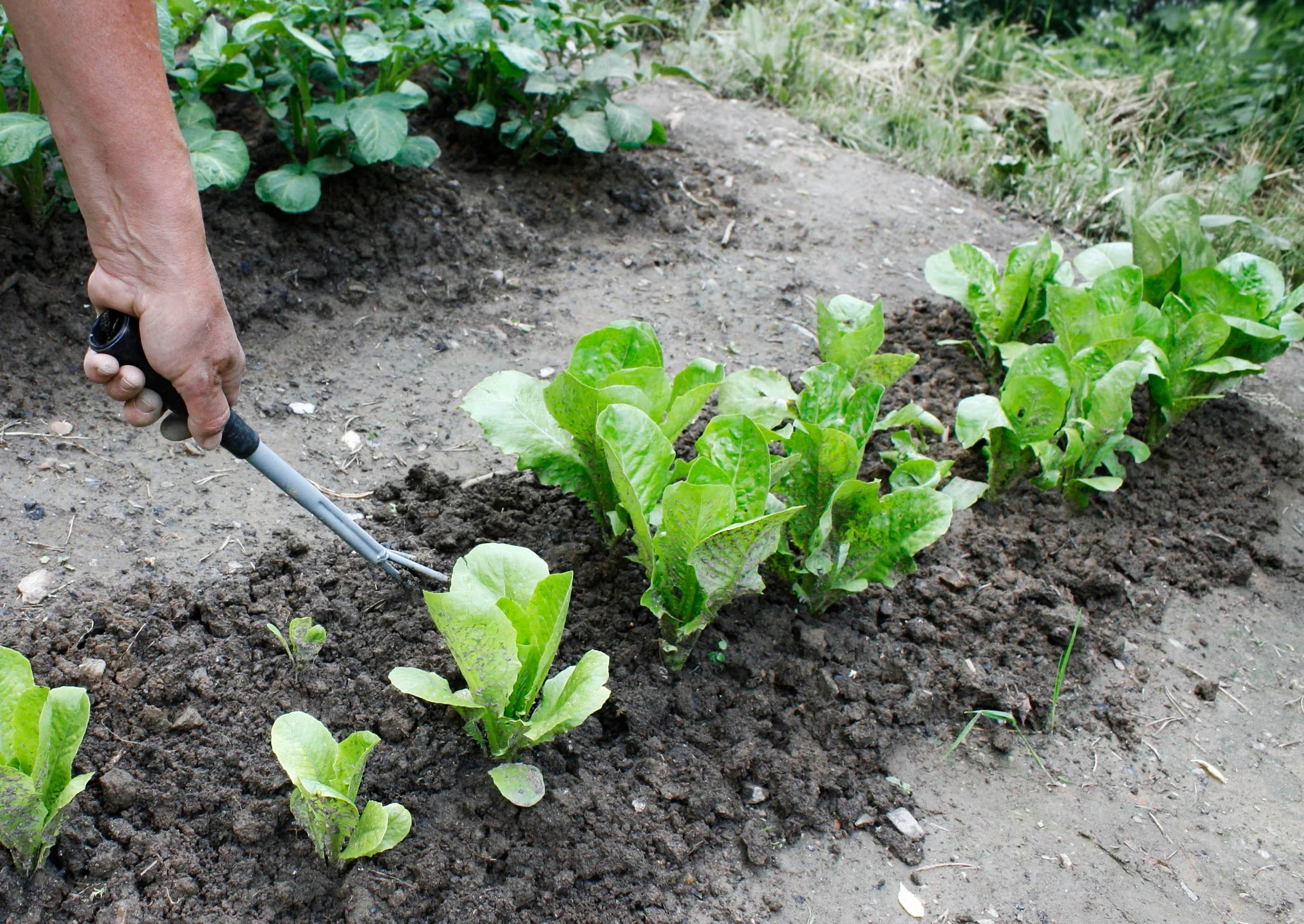 What to Plant In January in Southeast Texas — Mid County Lawn