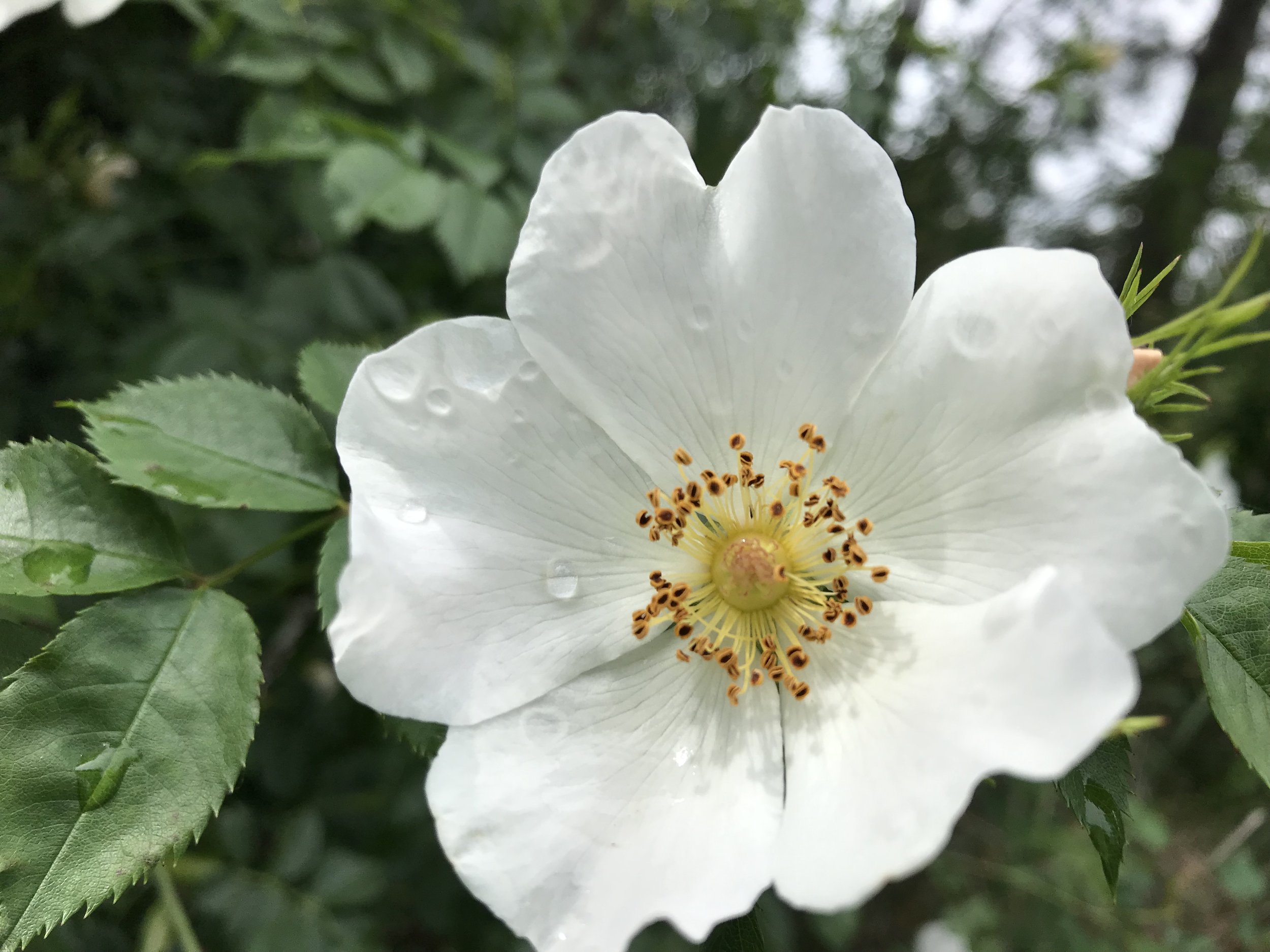 White rose.jpeg