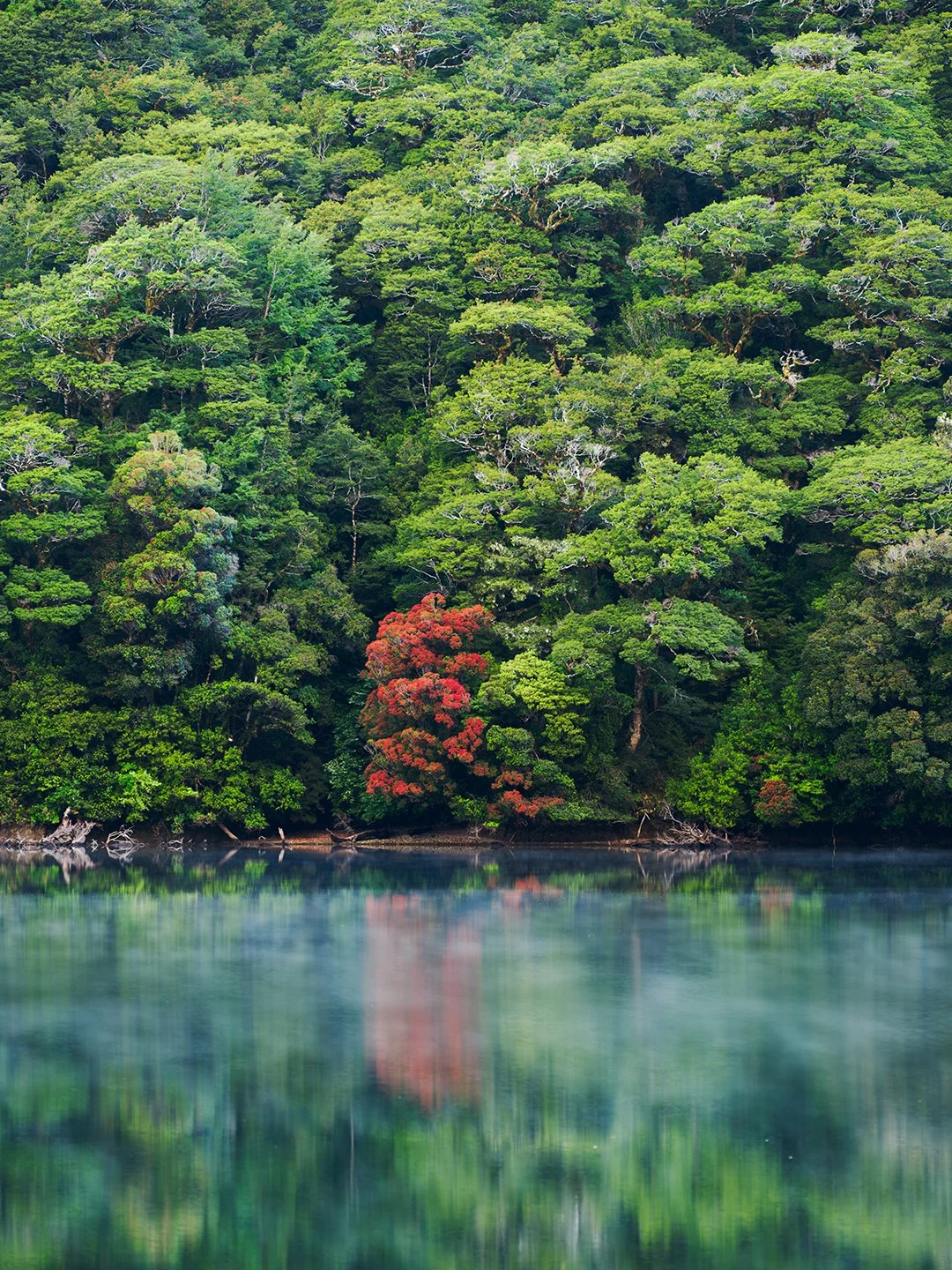Photography Lake Fergus and the Southern Rātā tree