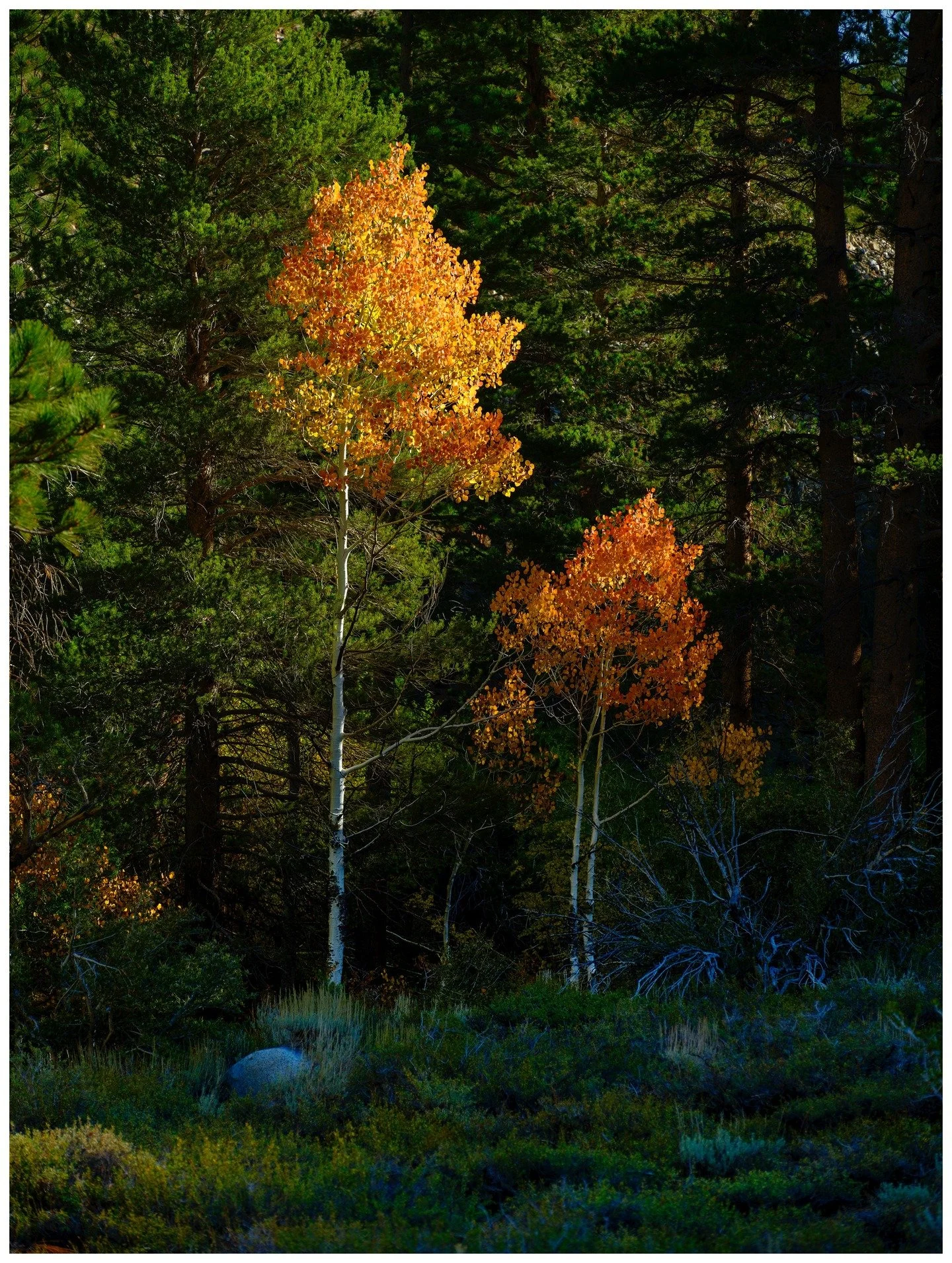 I think just about every landscape photographer gets excited for autumn (fall) photography. Especially chasing the orange, reds and yellows found throughout the changing landscape. Here are two images from the Eastern Sierras just north of Bishop, Ca