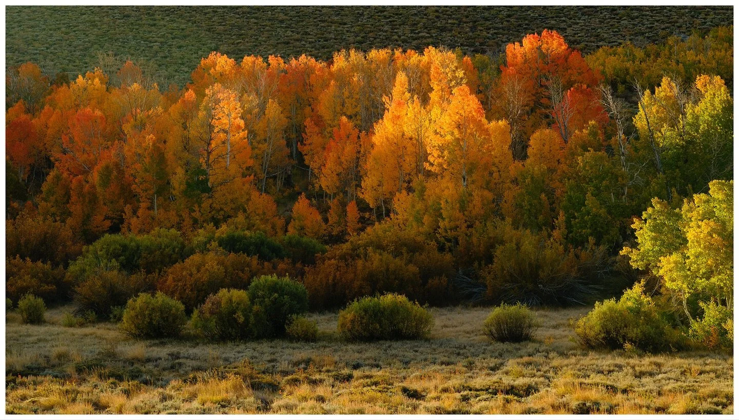 landscape Photography is all about the lighting. These three images demonstrate how different lighting conditions can affect a scene. What do you think, which one do you like best? 

#fall #autumn #tree #aspen #sierranevada #photography  #landscape  