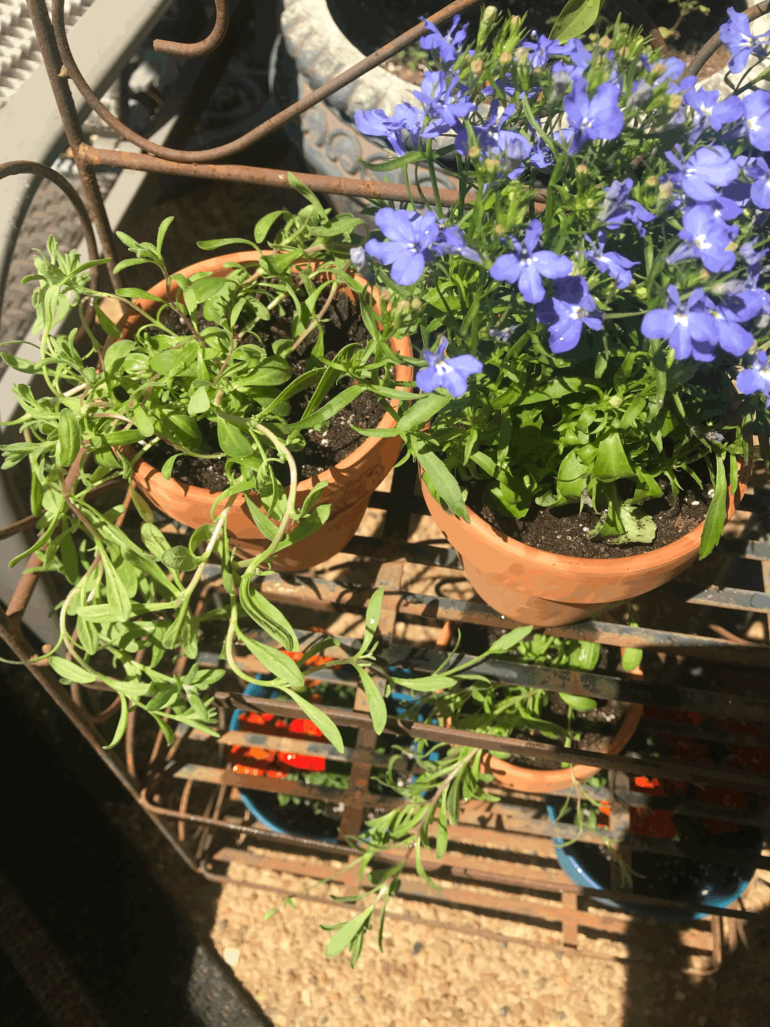 My Gardening Journey Part 1