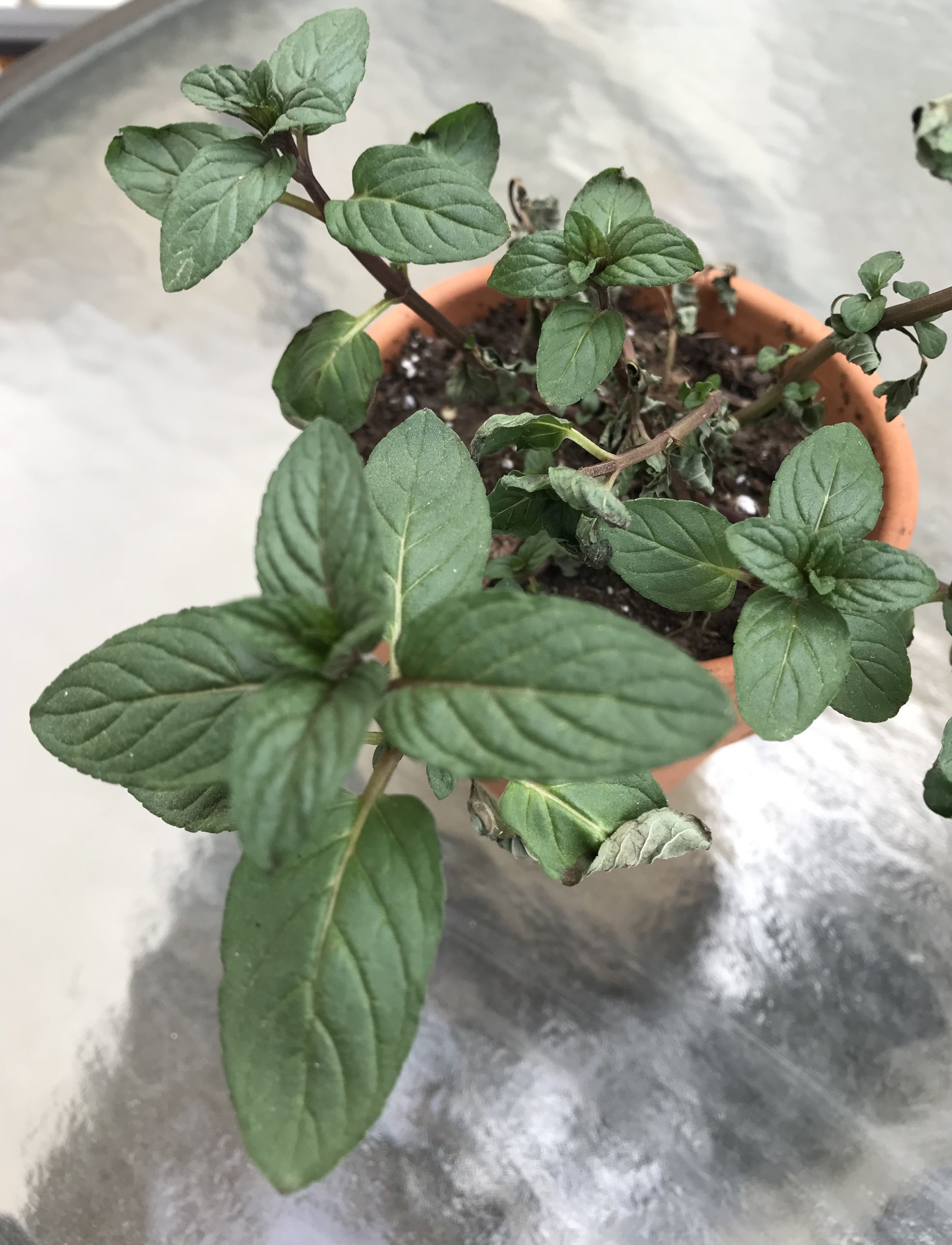My Gardening Journey Part 2