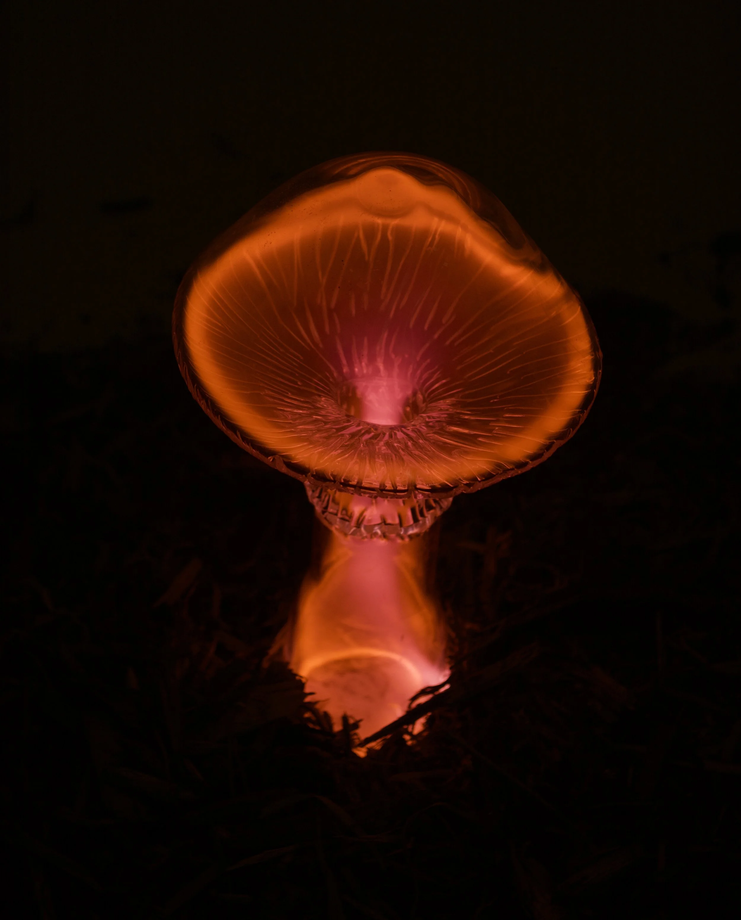 Mushroom detail.jpeg