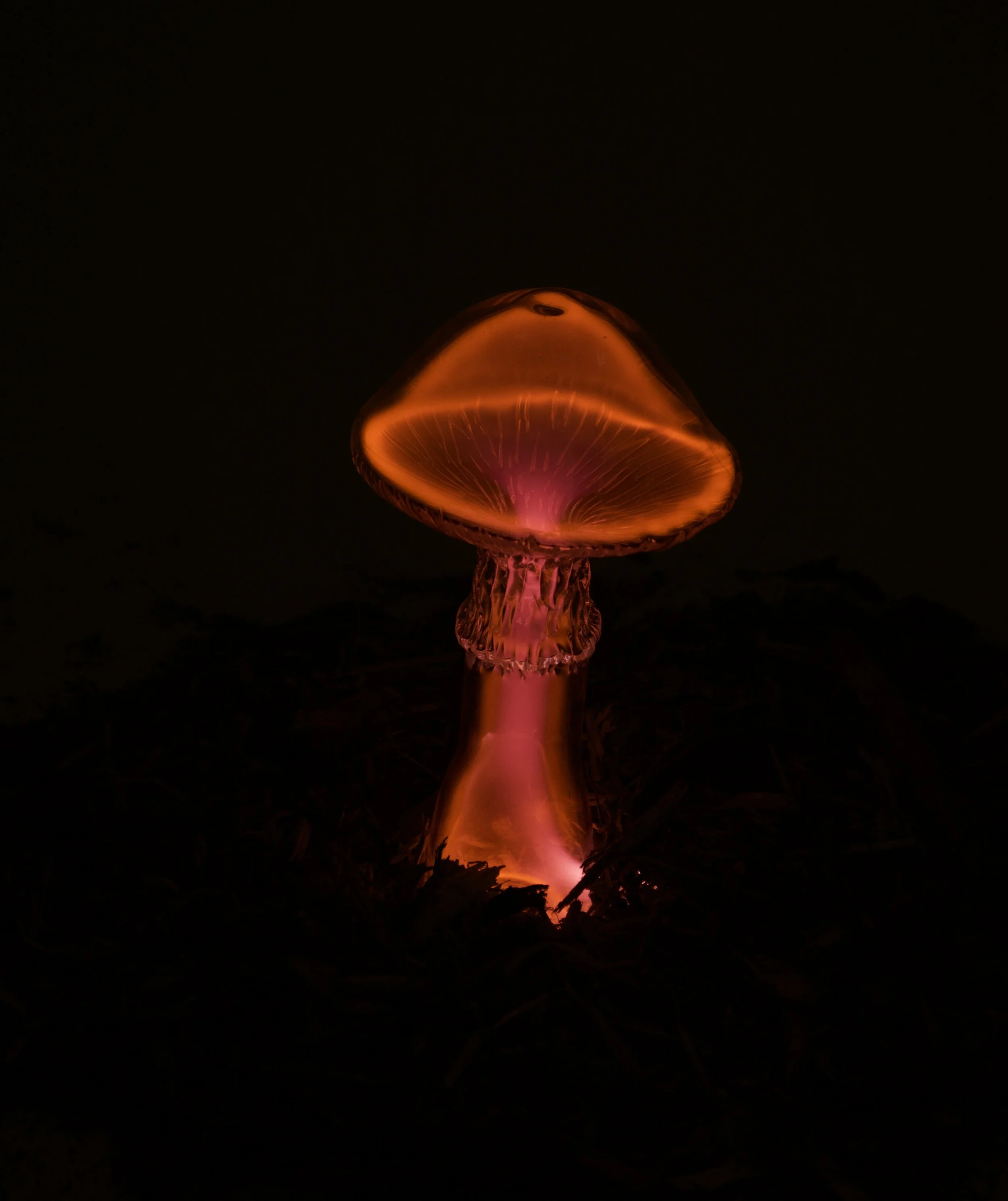 Fly agaric