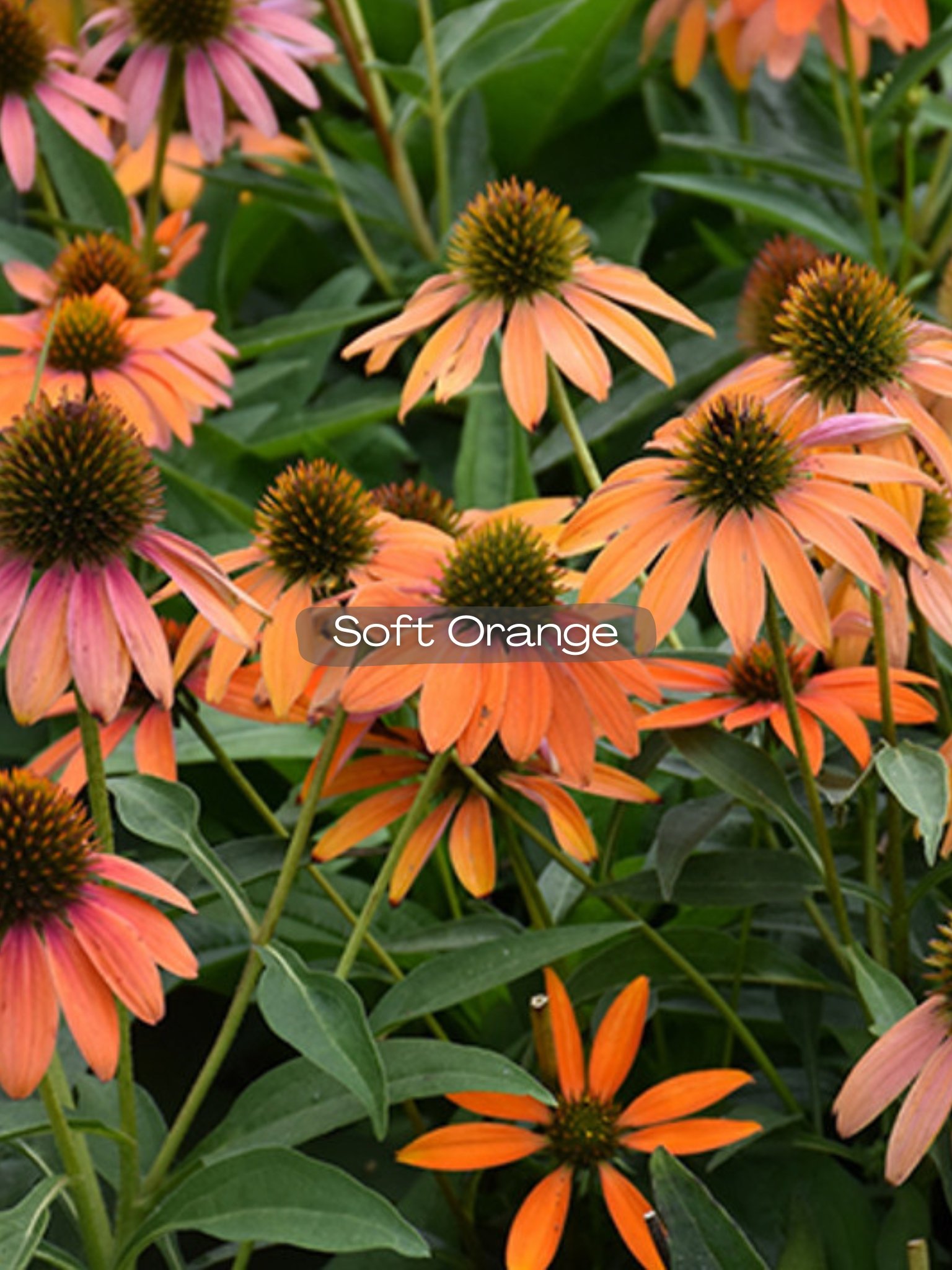 echinacea soft orange.jpg
