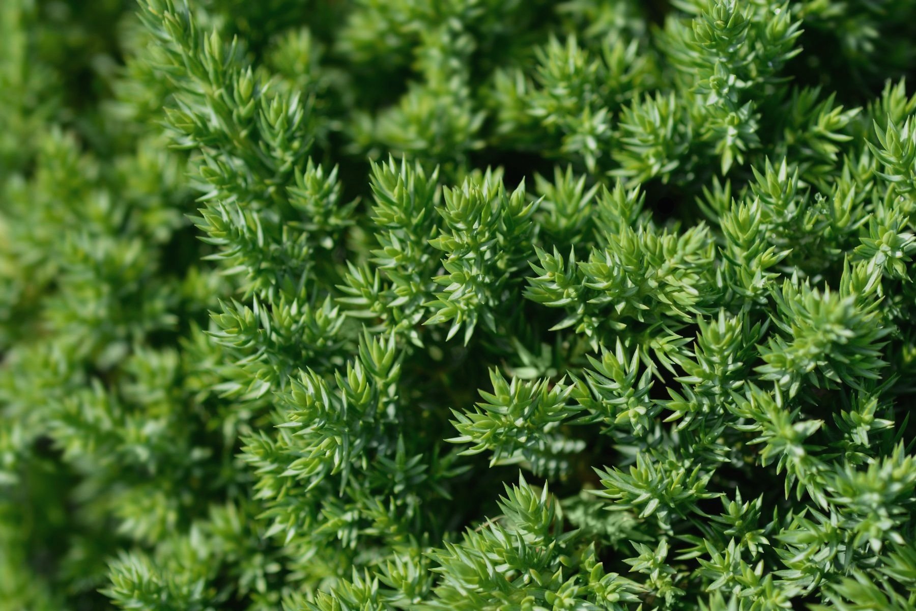 dwarf+japanese+garden+juniper.jpg