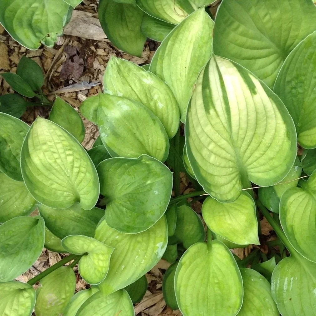 Gold Standard Hosta