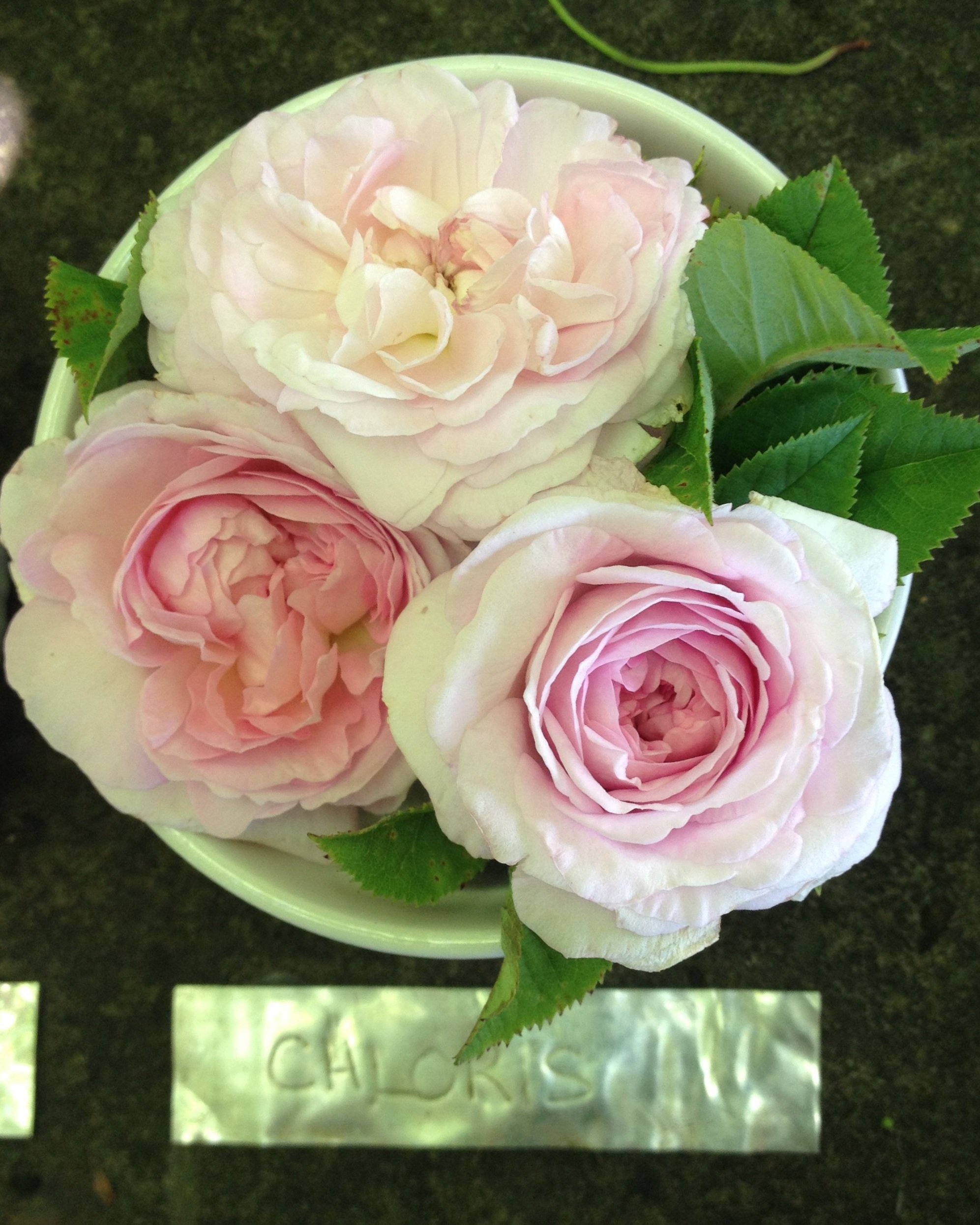 chloris+%282%29.jpg