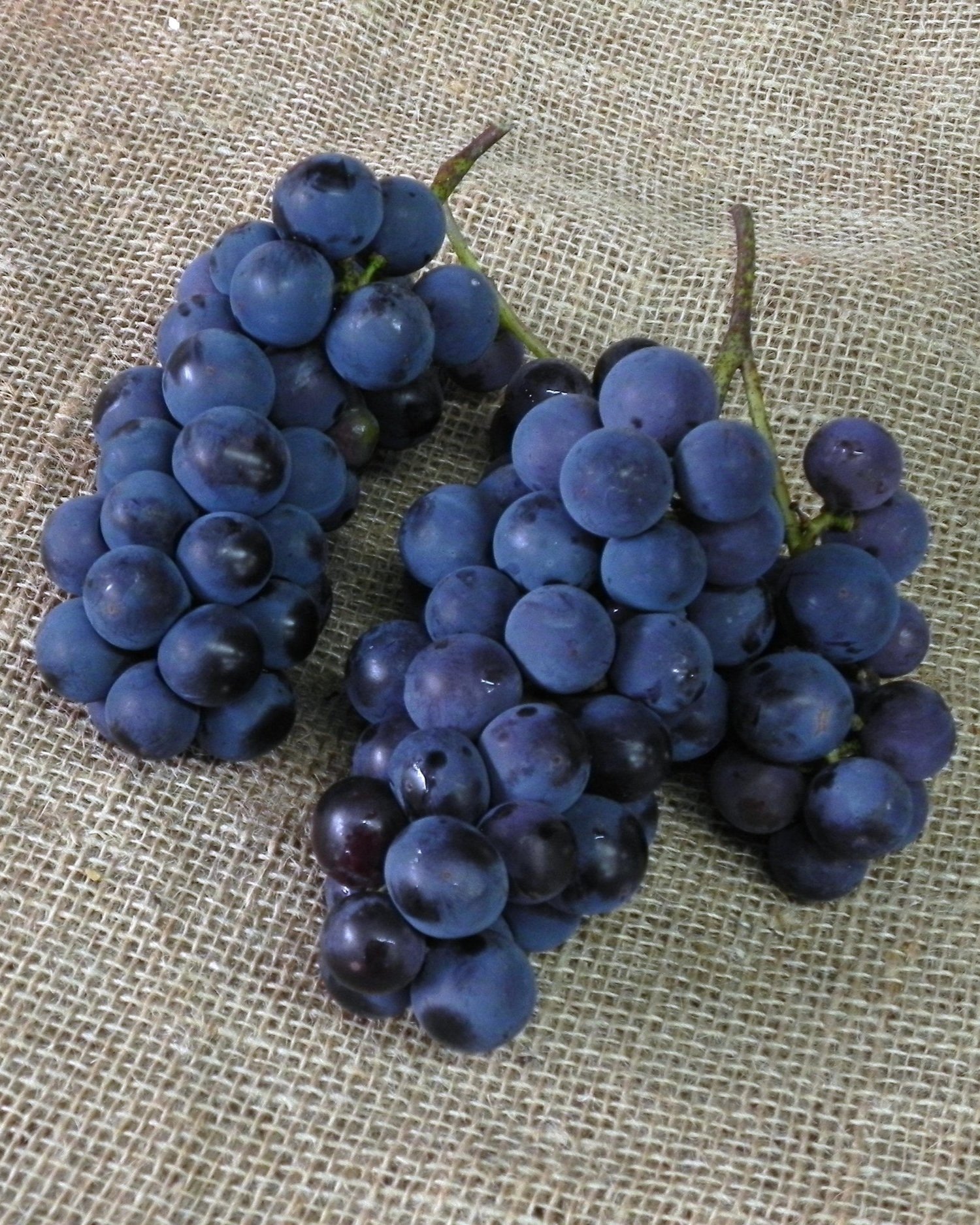 Kandyohi Grape