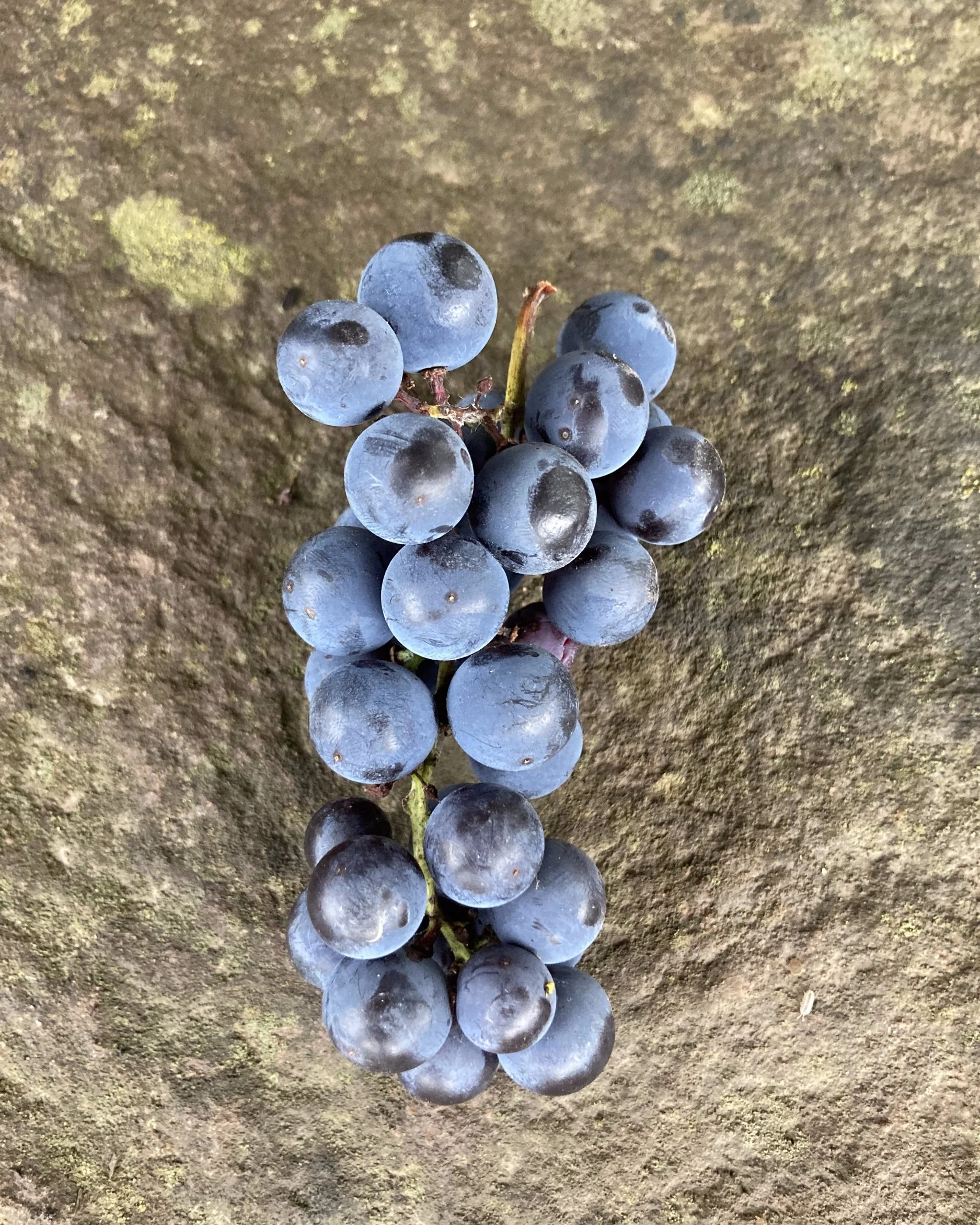 Minnesota 78 Grape