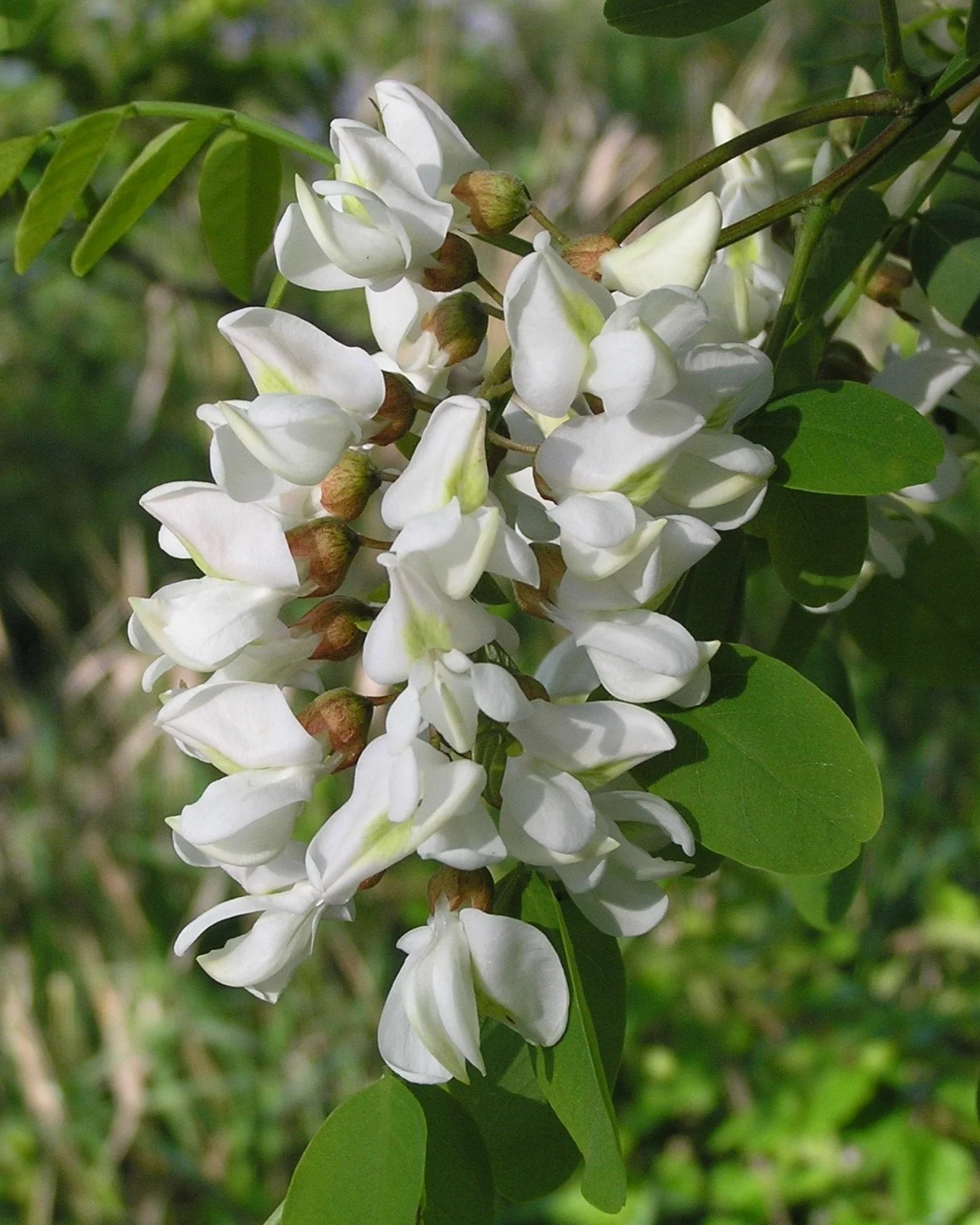 Black Locust
