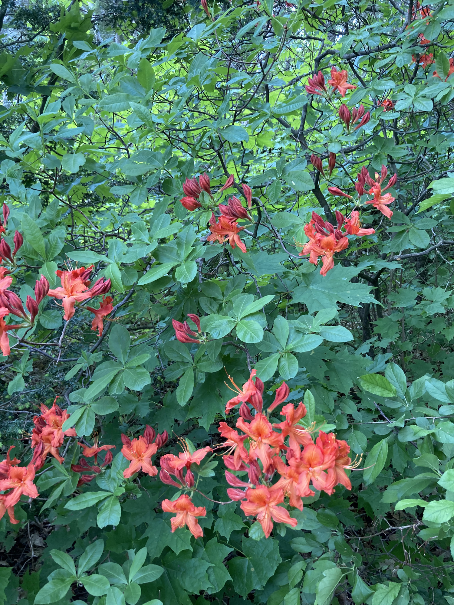 Gibraltar Azalea — Corn Hill Nursery