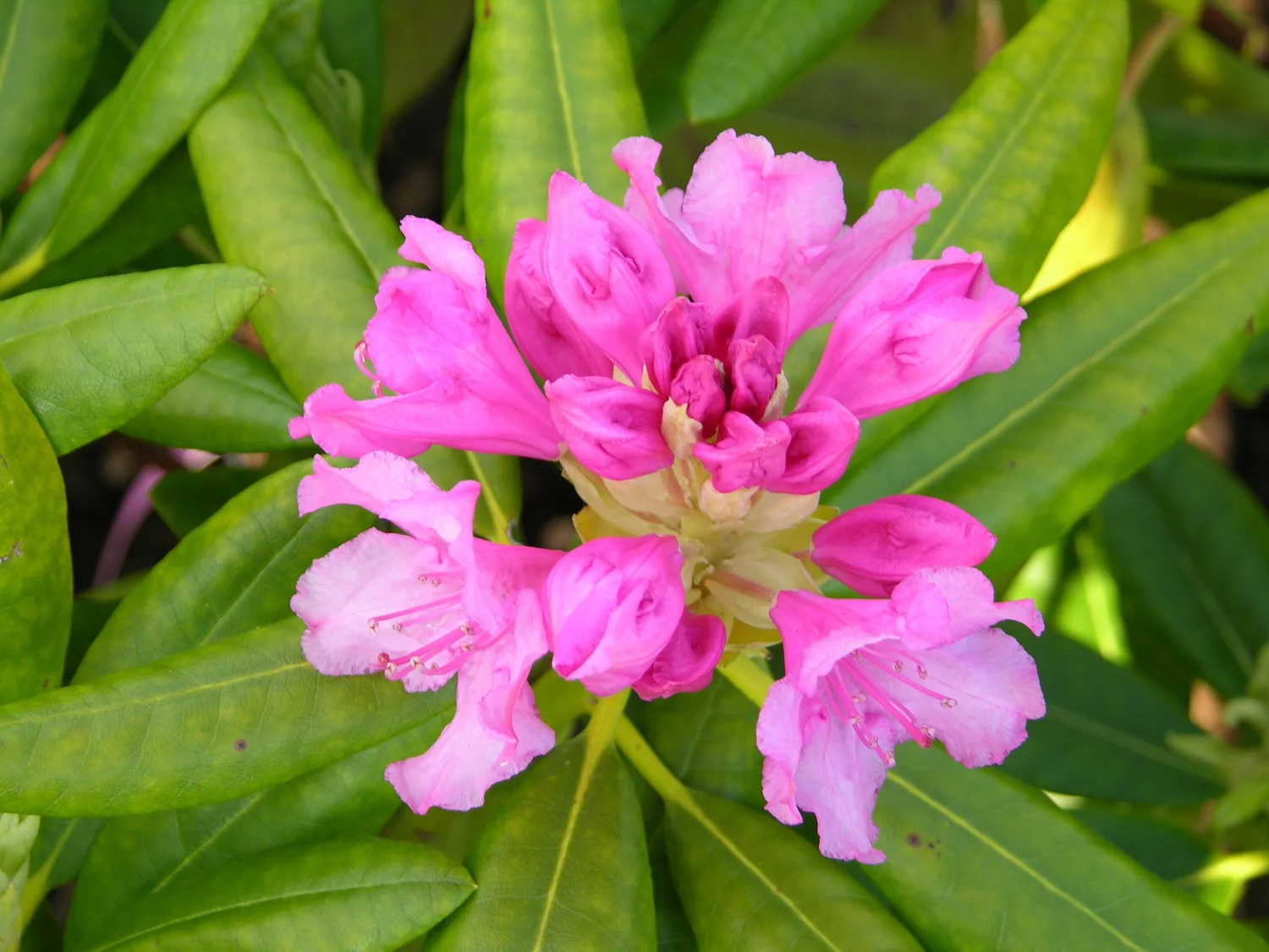 Haaga Rhododendron — Corn Hill Nursery