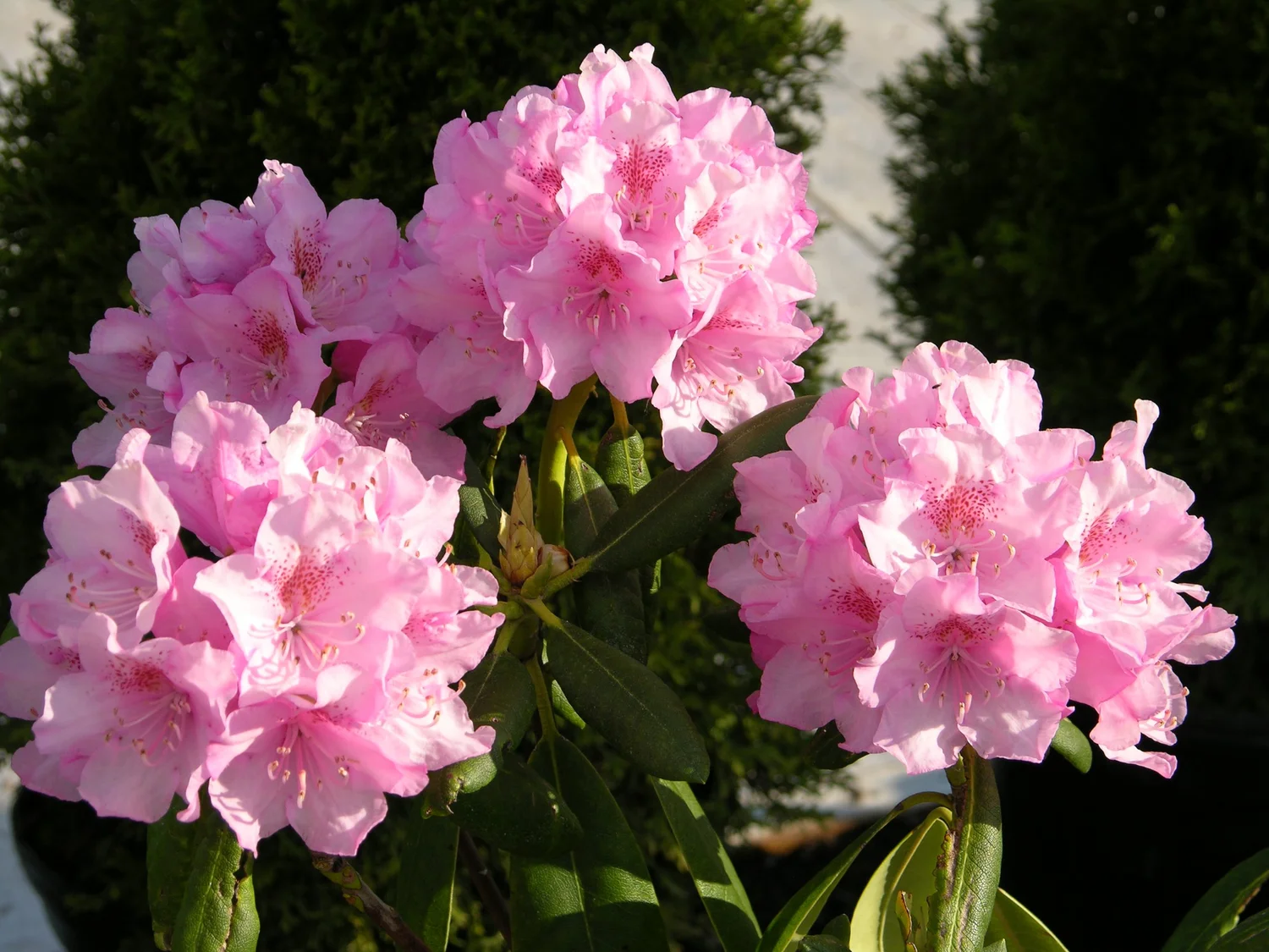 Helsinki University Rhododendron  Corn Hill Nursery