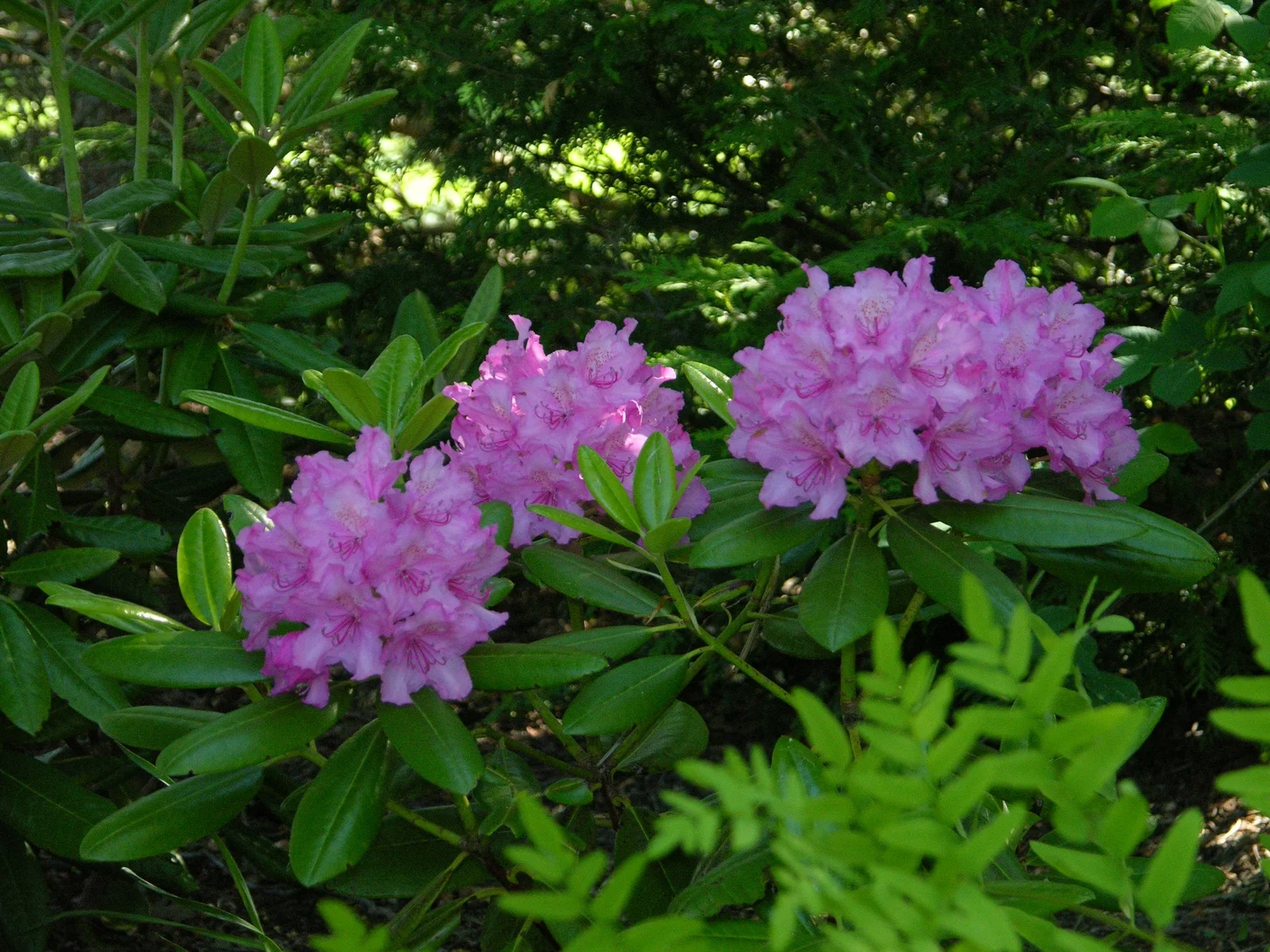 rhododendron langblhend Rhododendron Roseum Elegans | 100-120 cm mit Wurzelballen