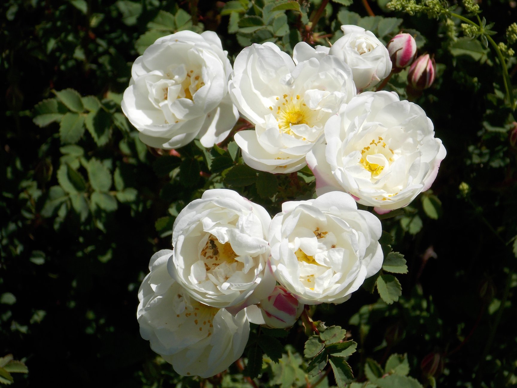 Double Scotch White Rose — Corn Hill Nursery