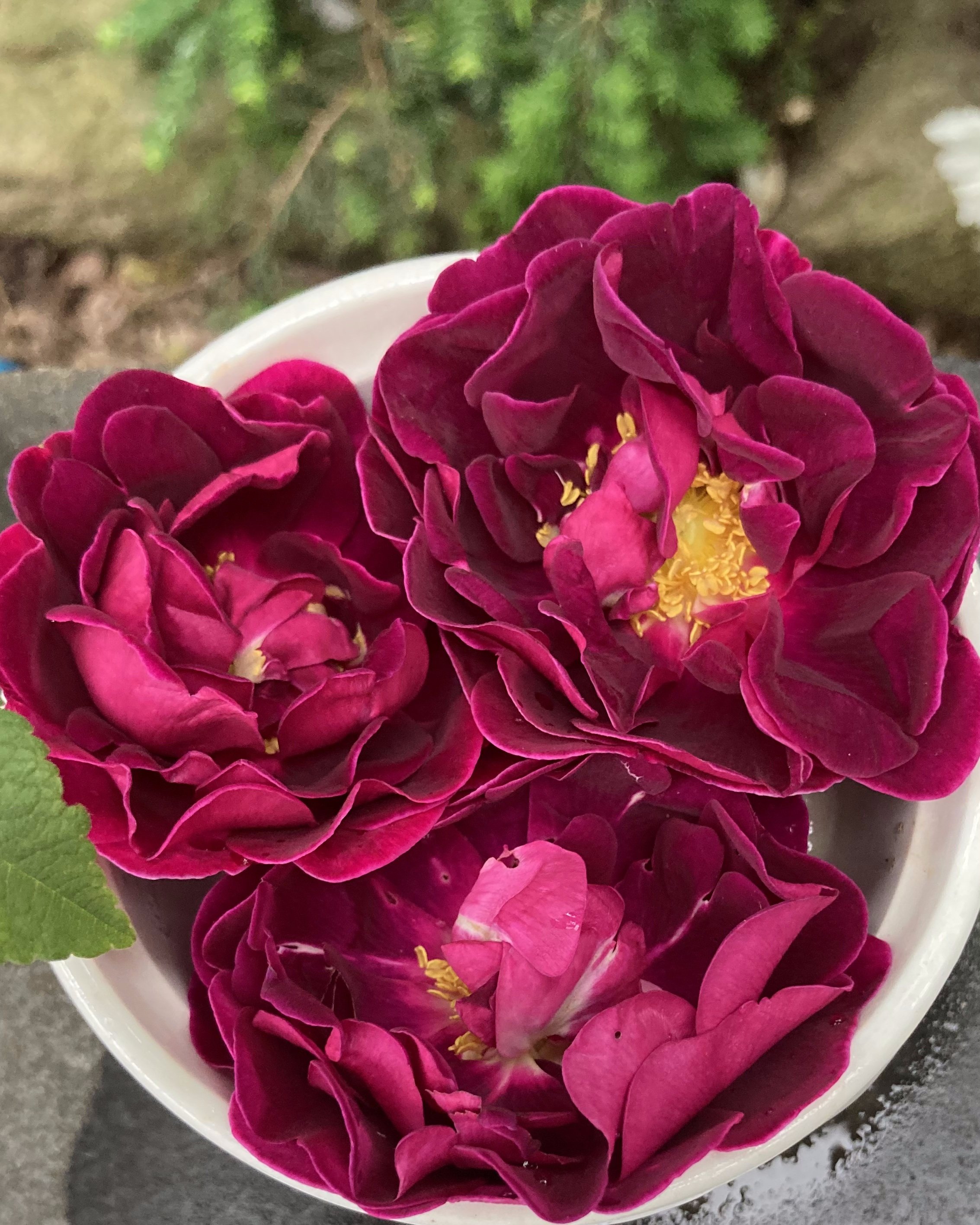 Pave Roses Purple Pavement Rose — Corn Hill Nursery