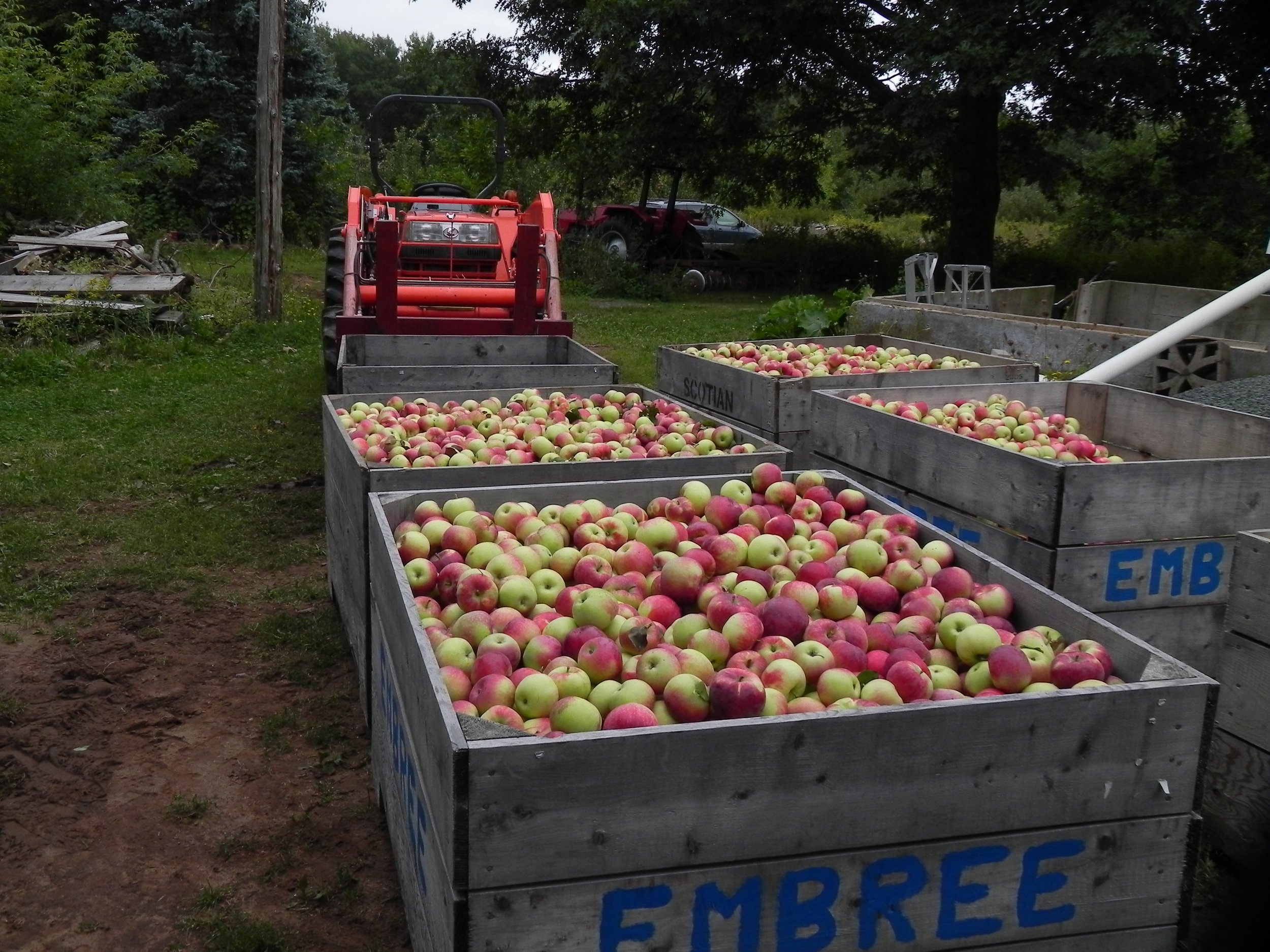 paulared harvest.jpg