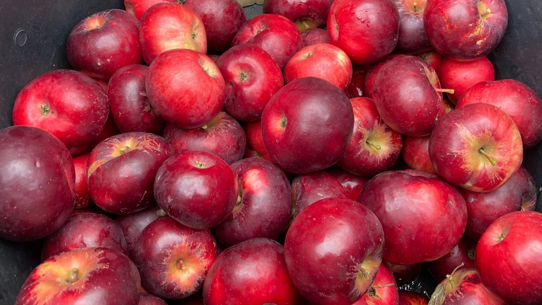 Fameuse+apples.jpg