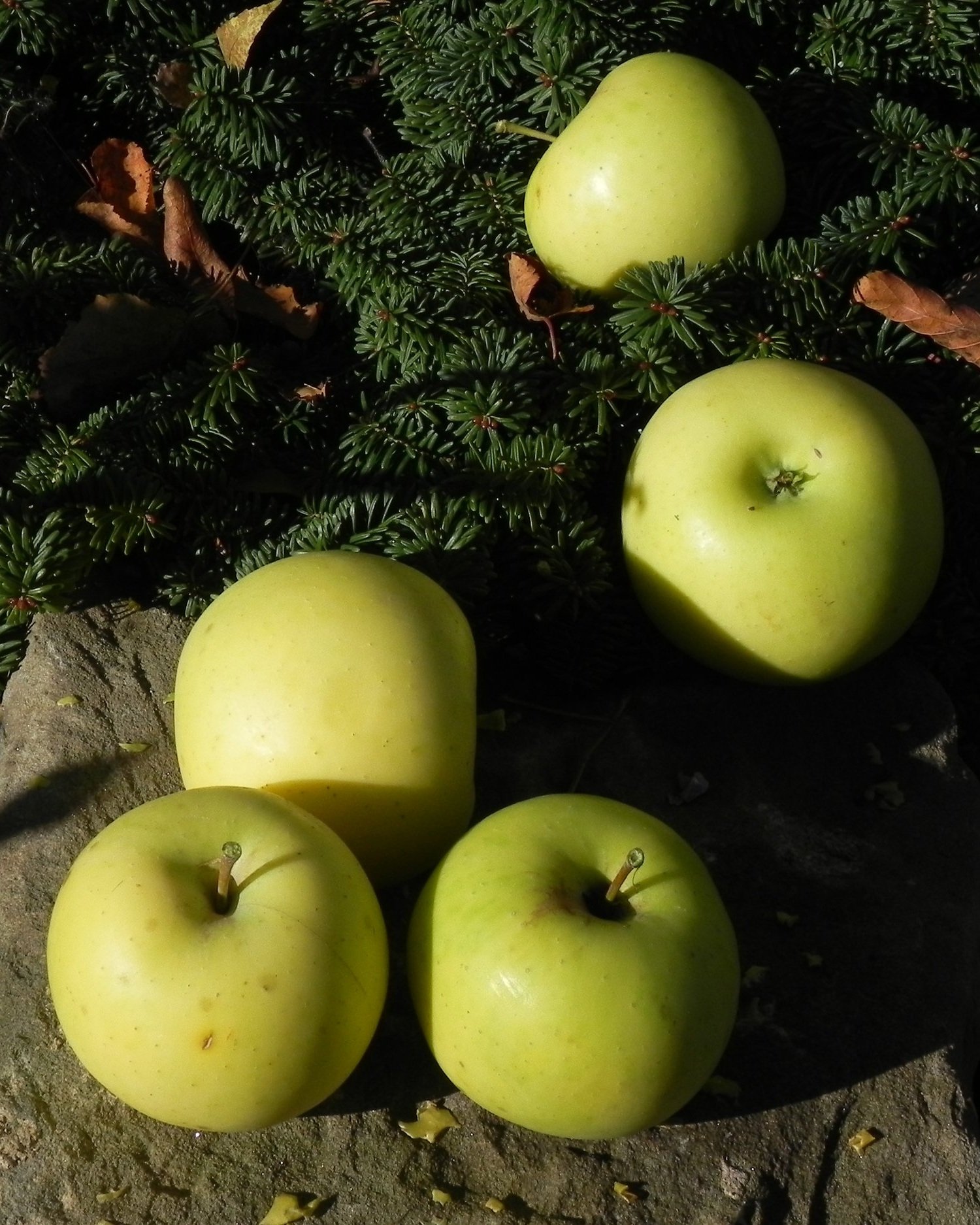 greensleeves+on+rock2.jpg