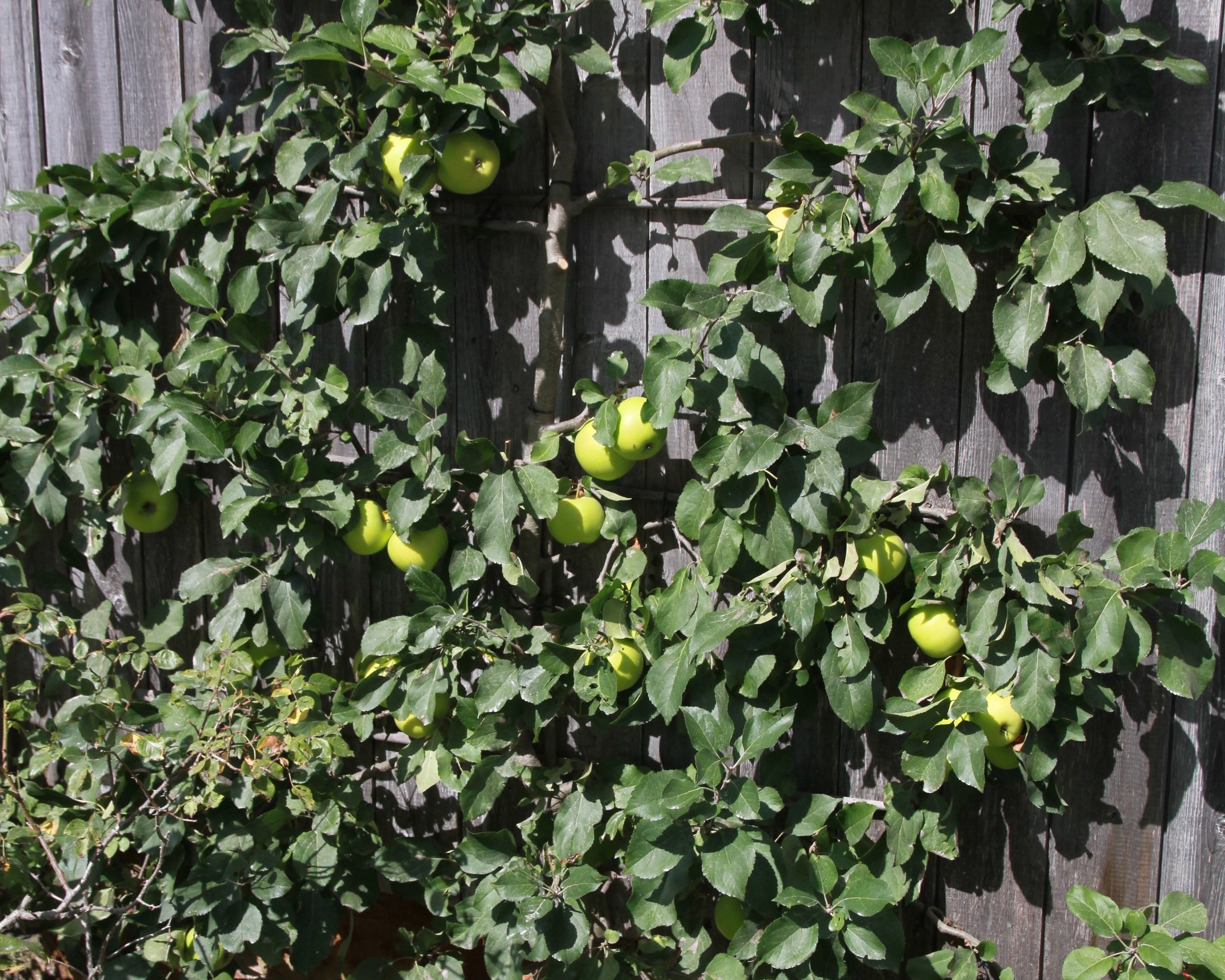Greensleeves+espalier.jpg