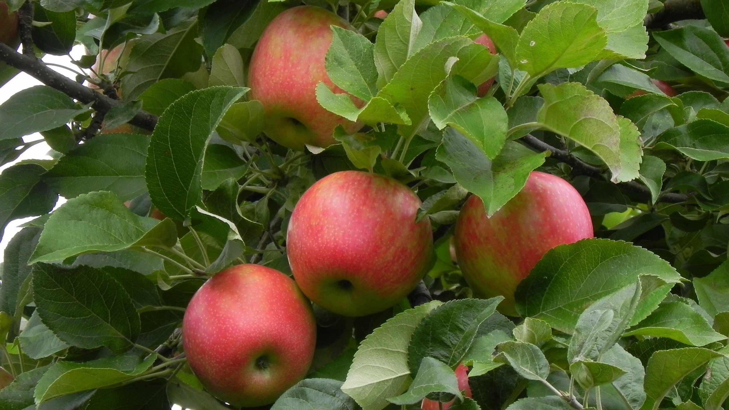 honeycrisp+esis.jpg