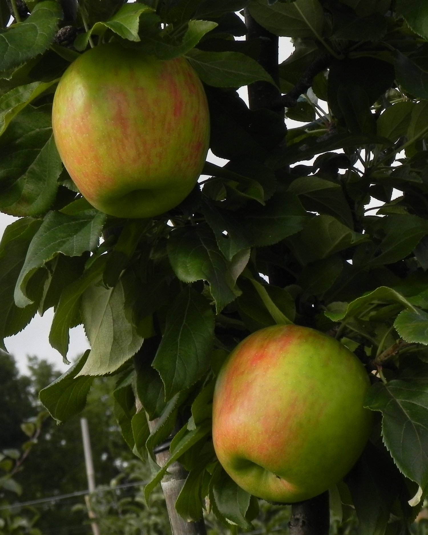 honeycrisp1.jpg