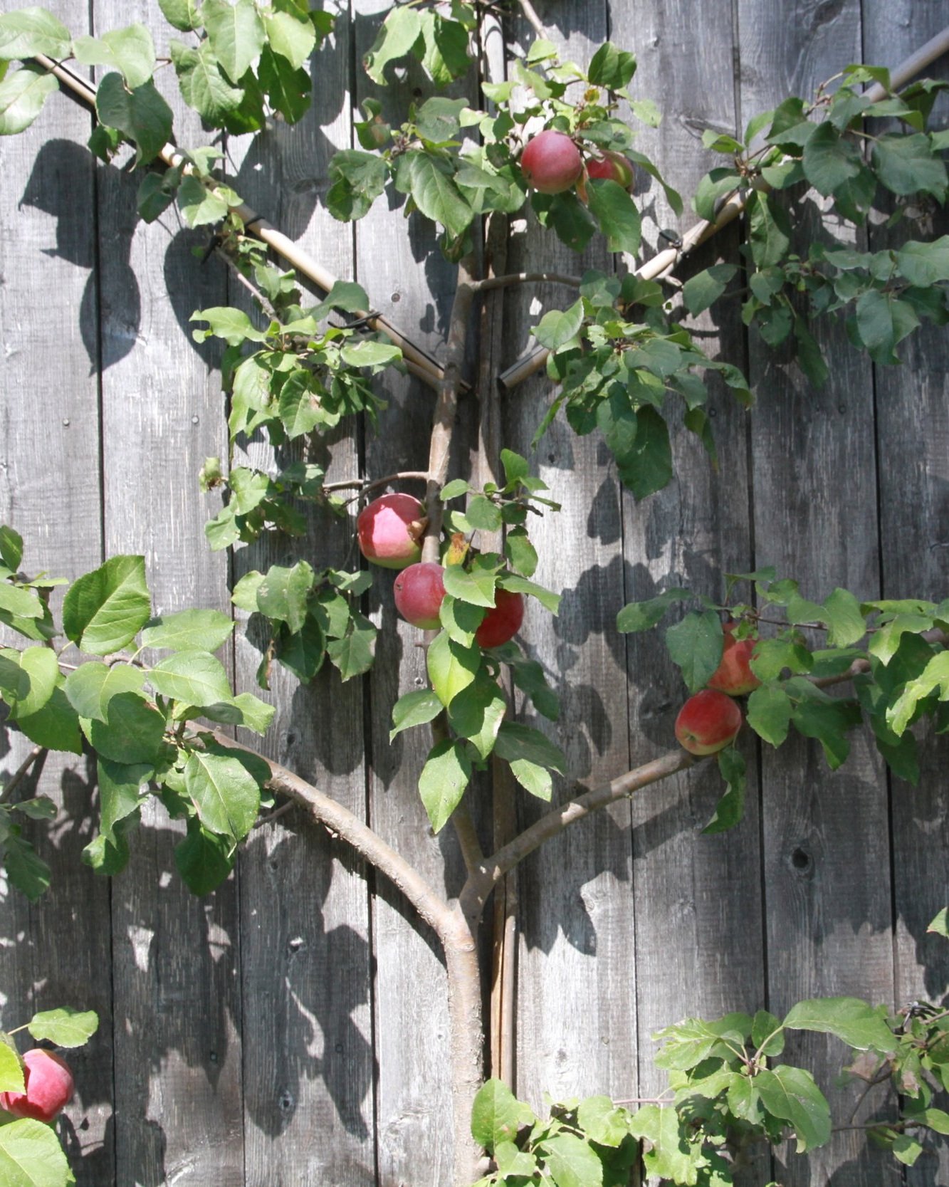 Liberty+espalier+2.jpg