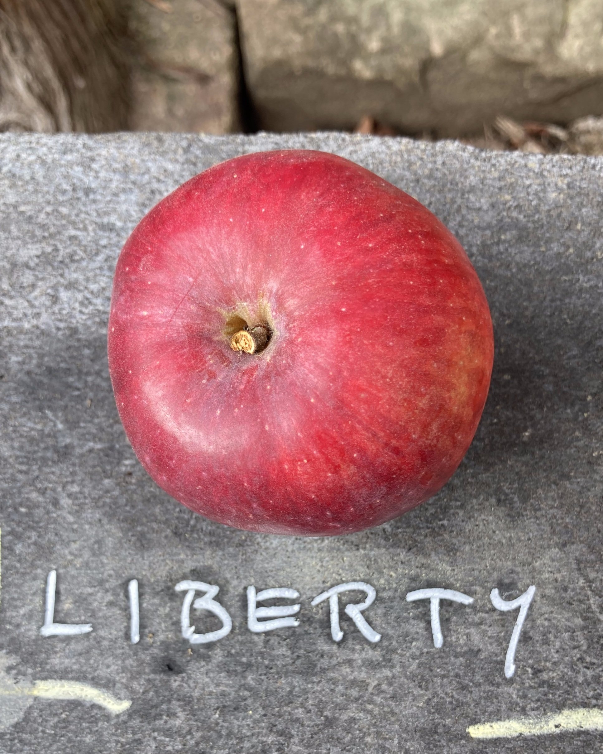 liberty.jpg