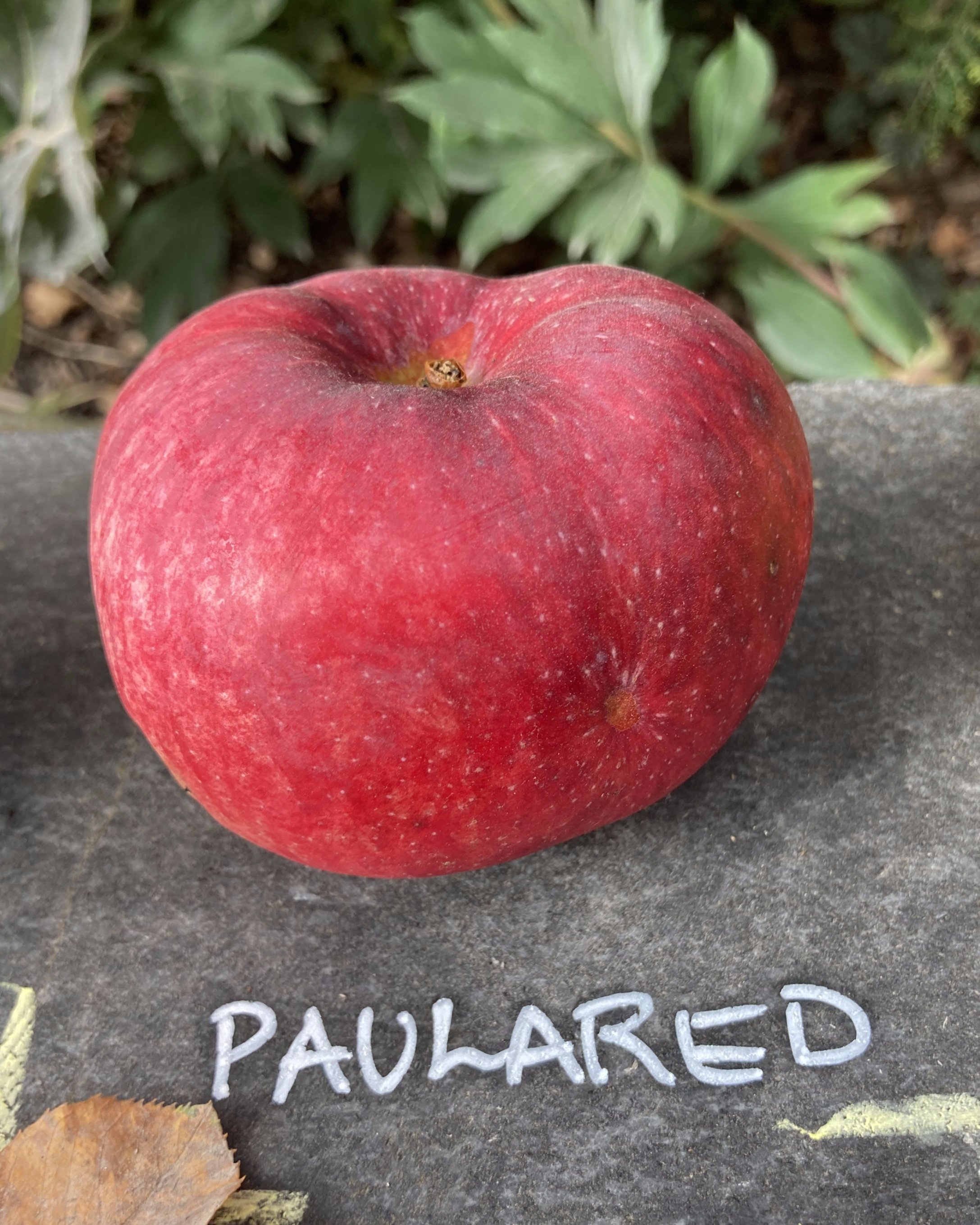 paulared.jpg