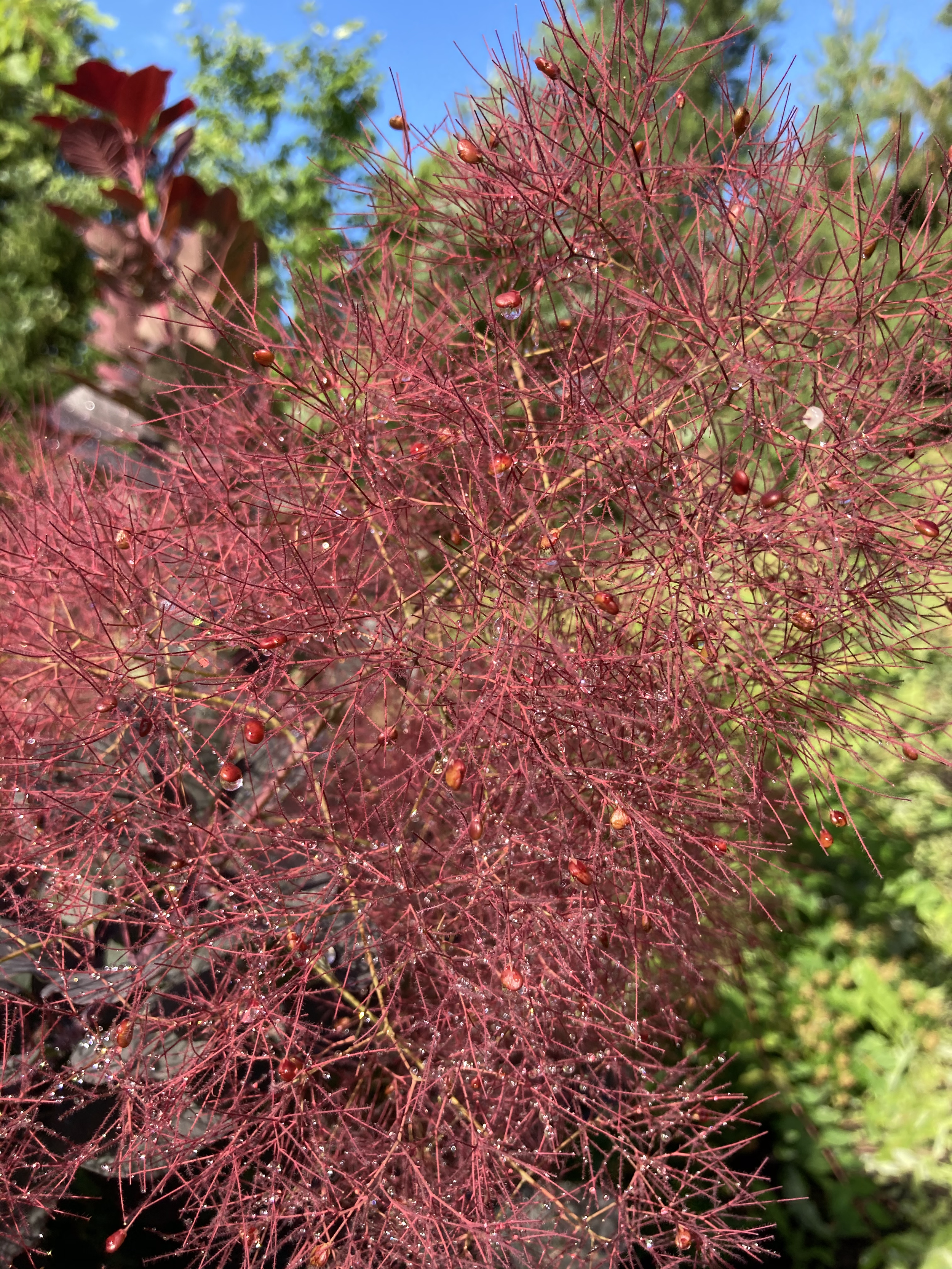 Golden Spirit Smokebush — Corn Hill Nursery