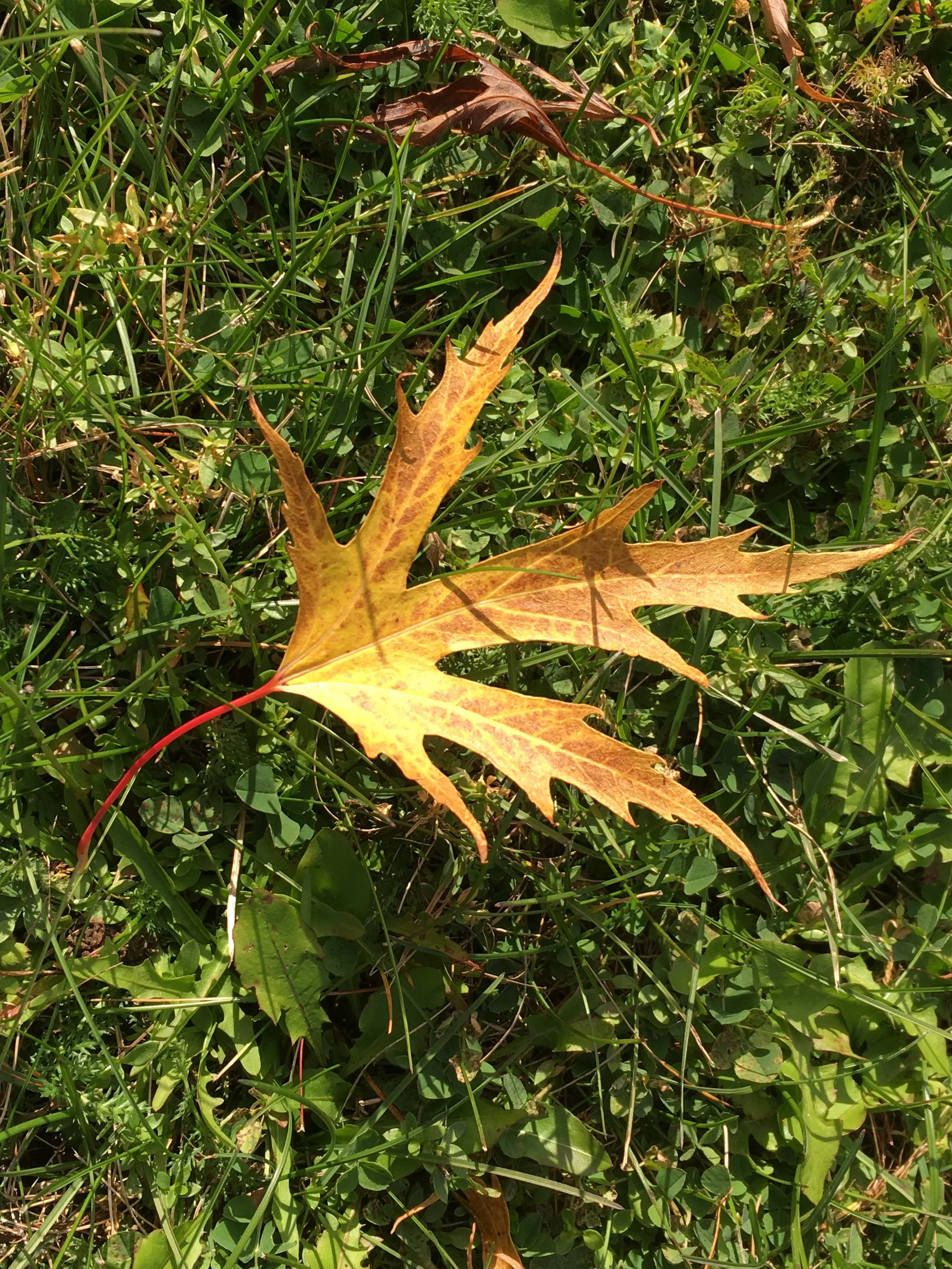 Temple's Upright Sugar Maple 🍁 — Corn Hill Nursery