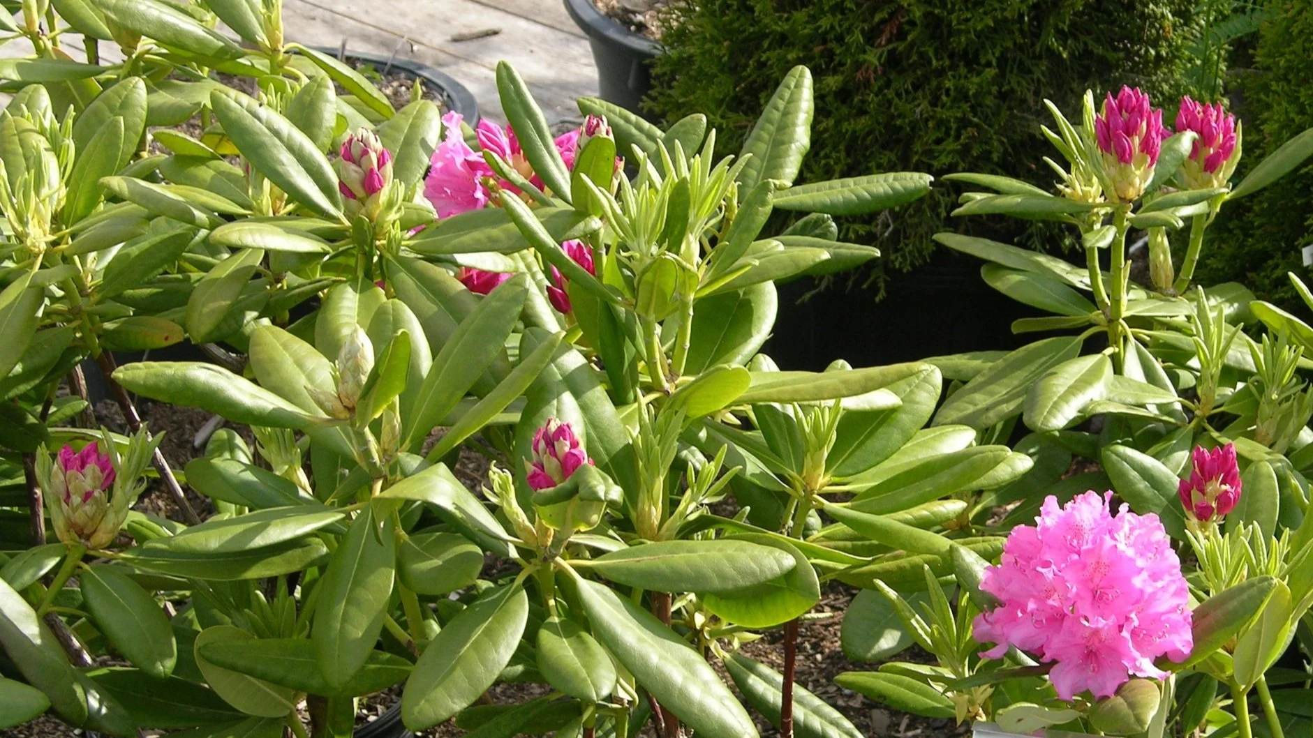 Haaga Rhododendron  Corn Hill Nursery