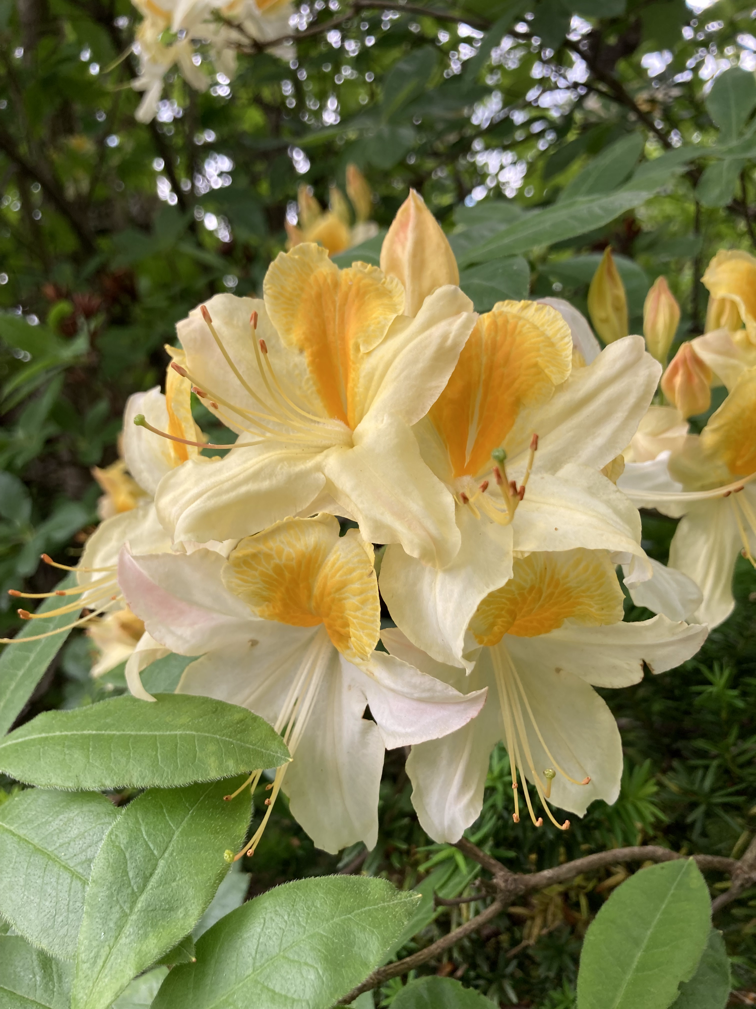 Toucan Azalea — Corn Hill Nursery