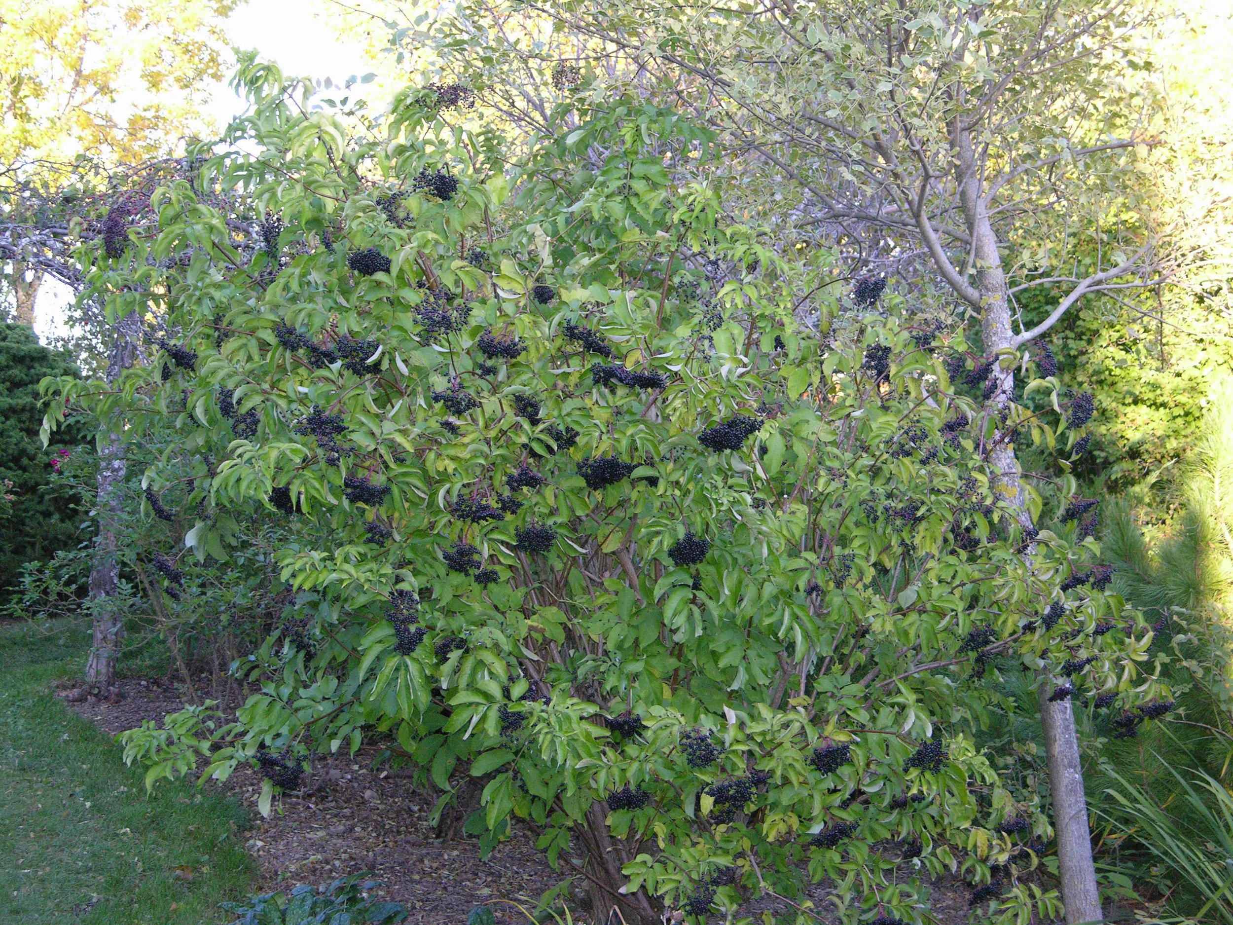 saca fruit.jpg