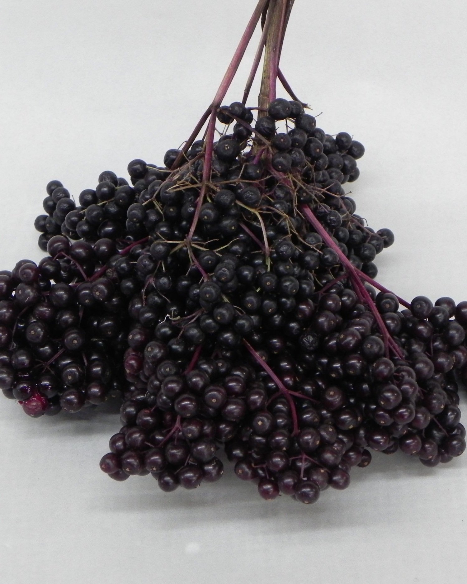 elderberry.jpg
