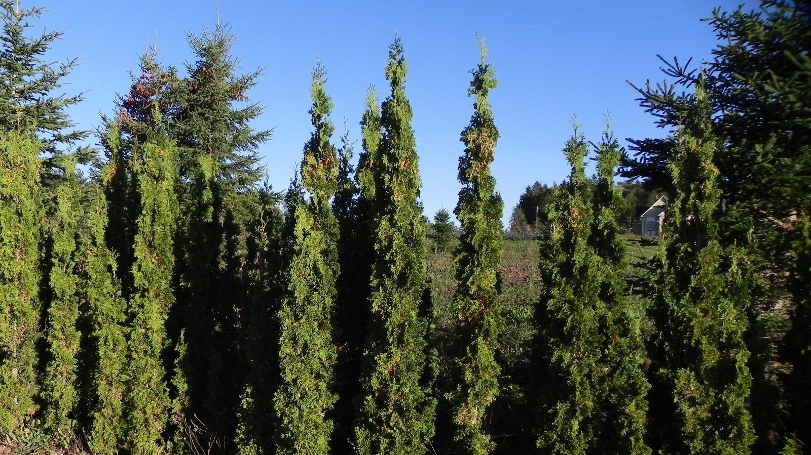 degroots+spire+in+field.jpg