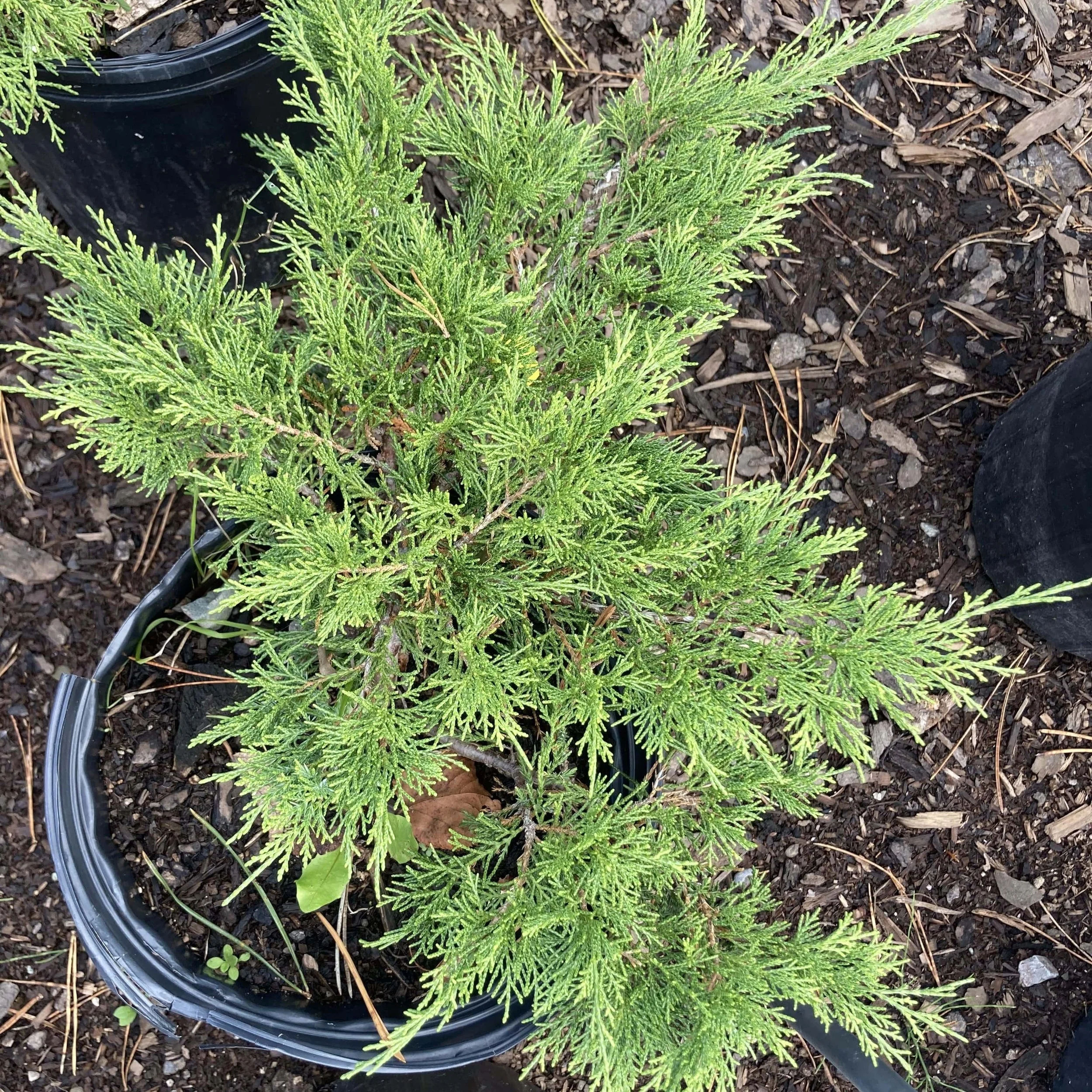Calgary Carpet Juniper
