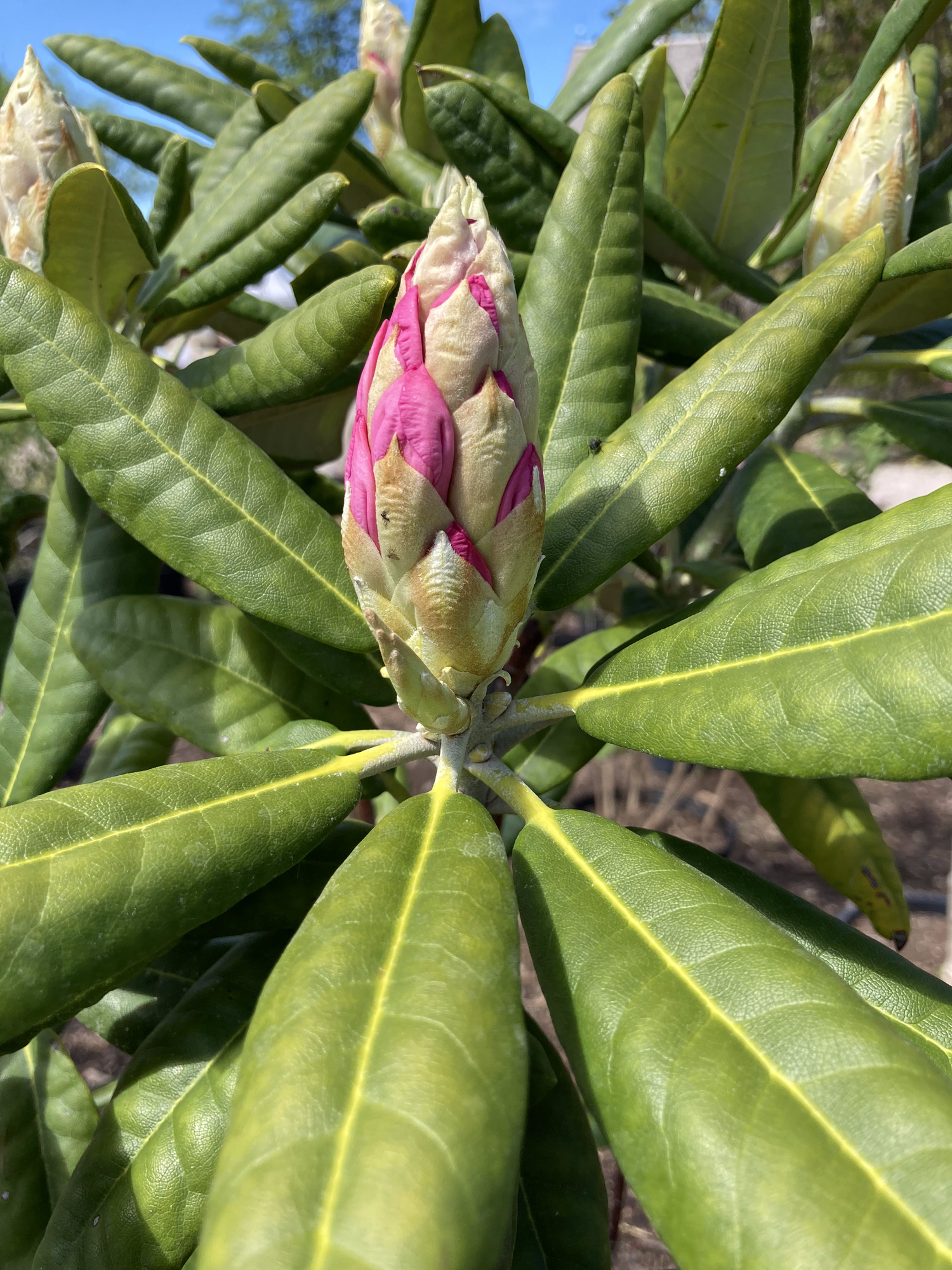 Haaga Rhododendron  Corn Hill Nursery