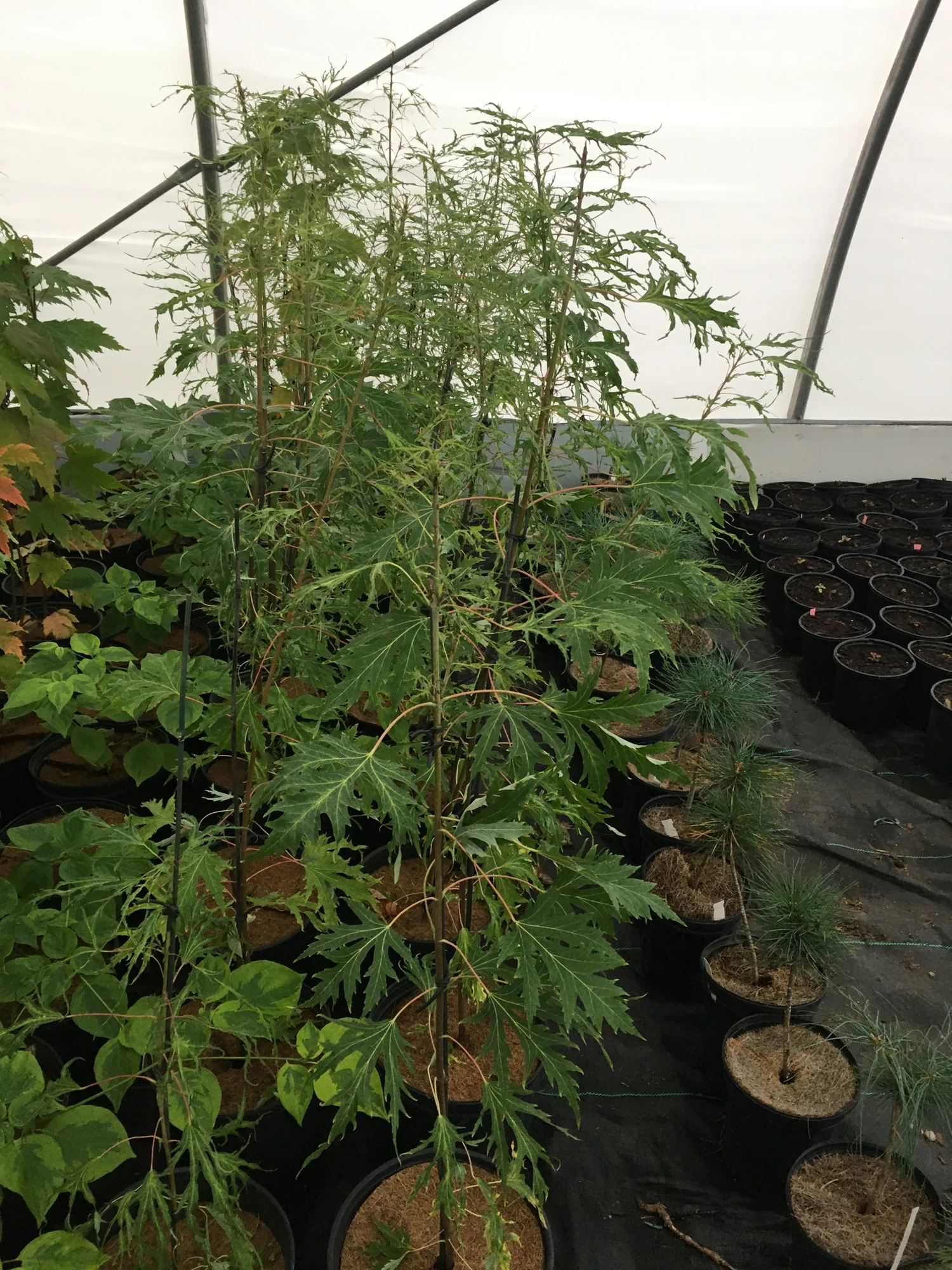 Temple's Upright Sugar Maple 🍁 — Corn Hill Nursery