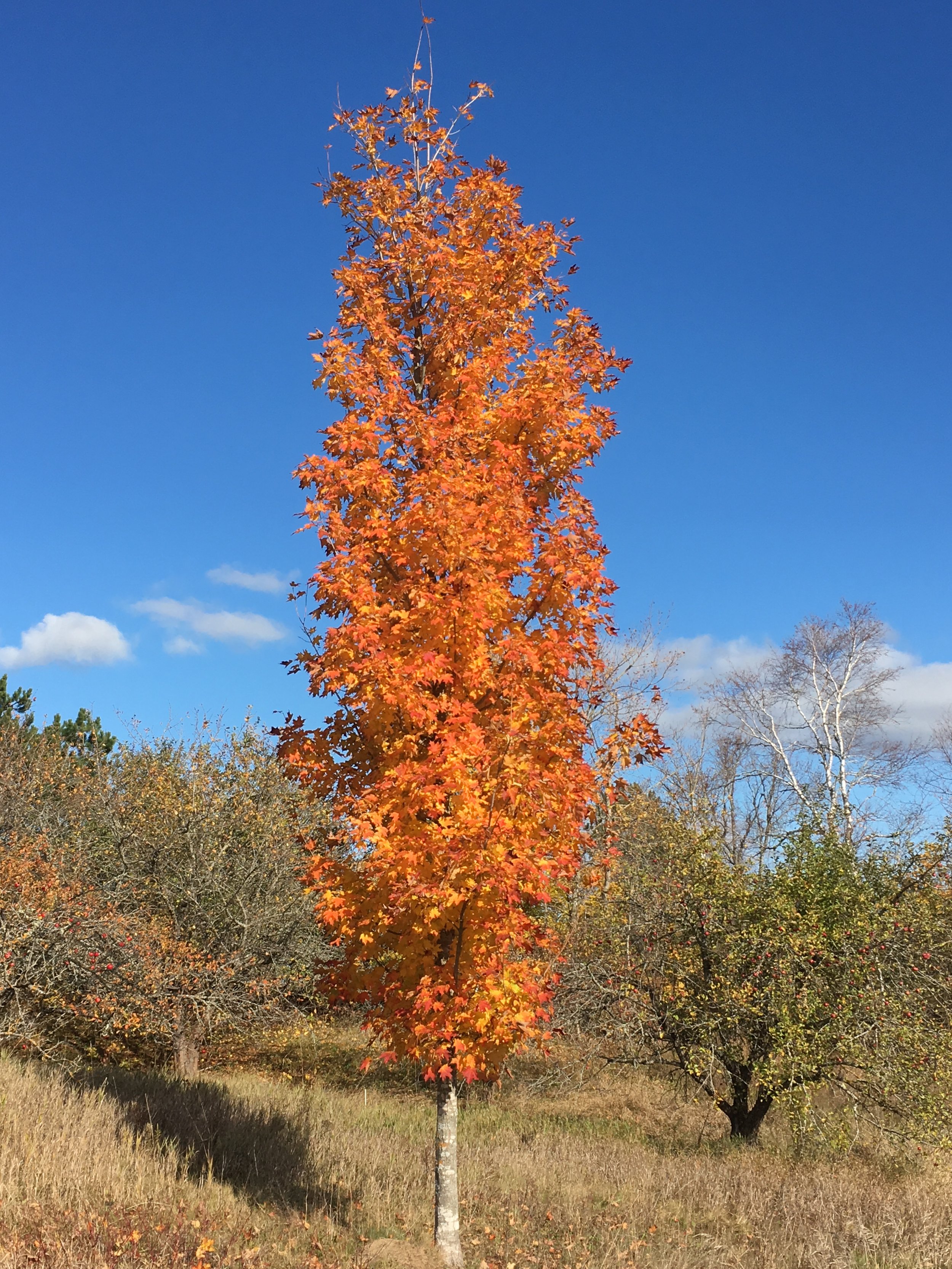 Temple's Upright Sugar Maple 🍁 — Corn Hill Nursery
