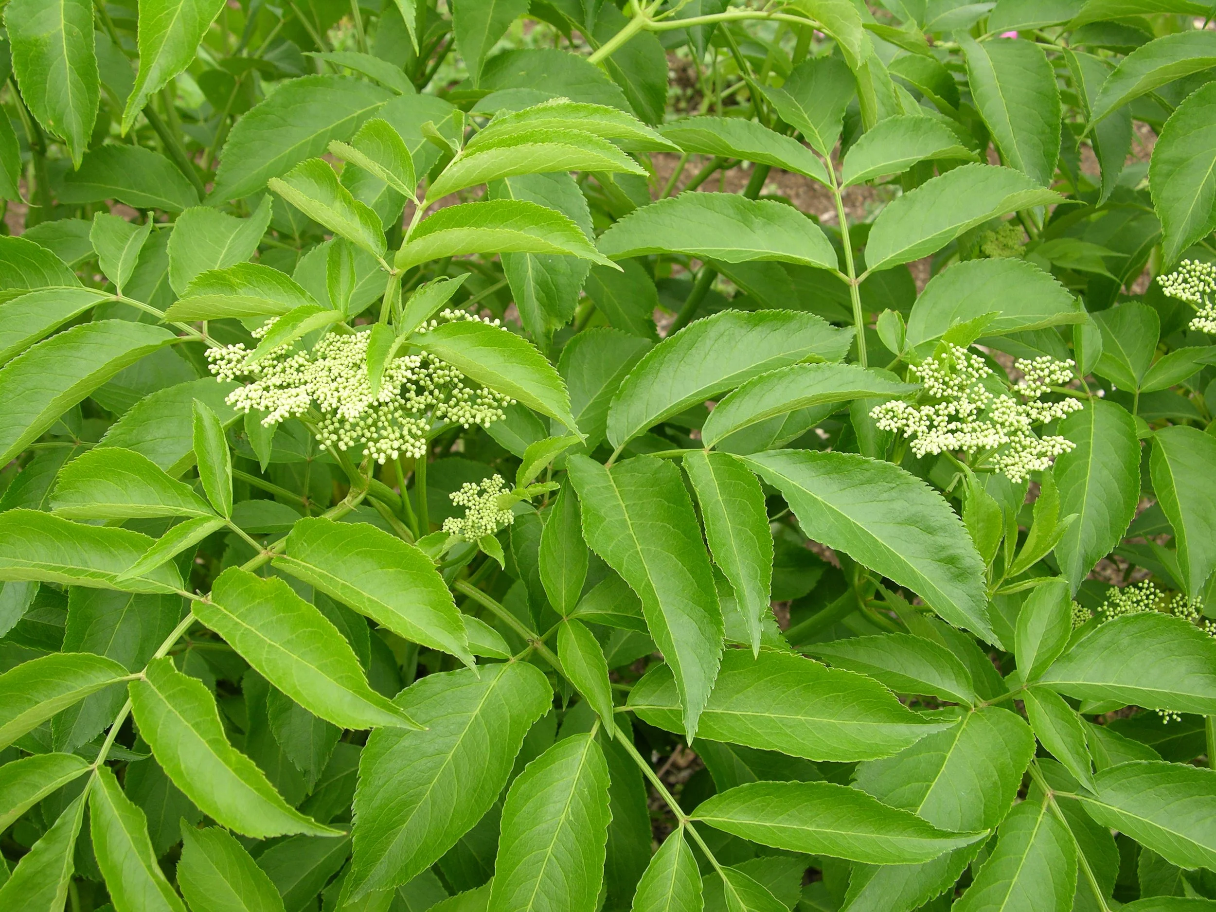 Elderberry — Shop Bare Root Plants — Corn Hill Nursery