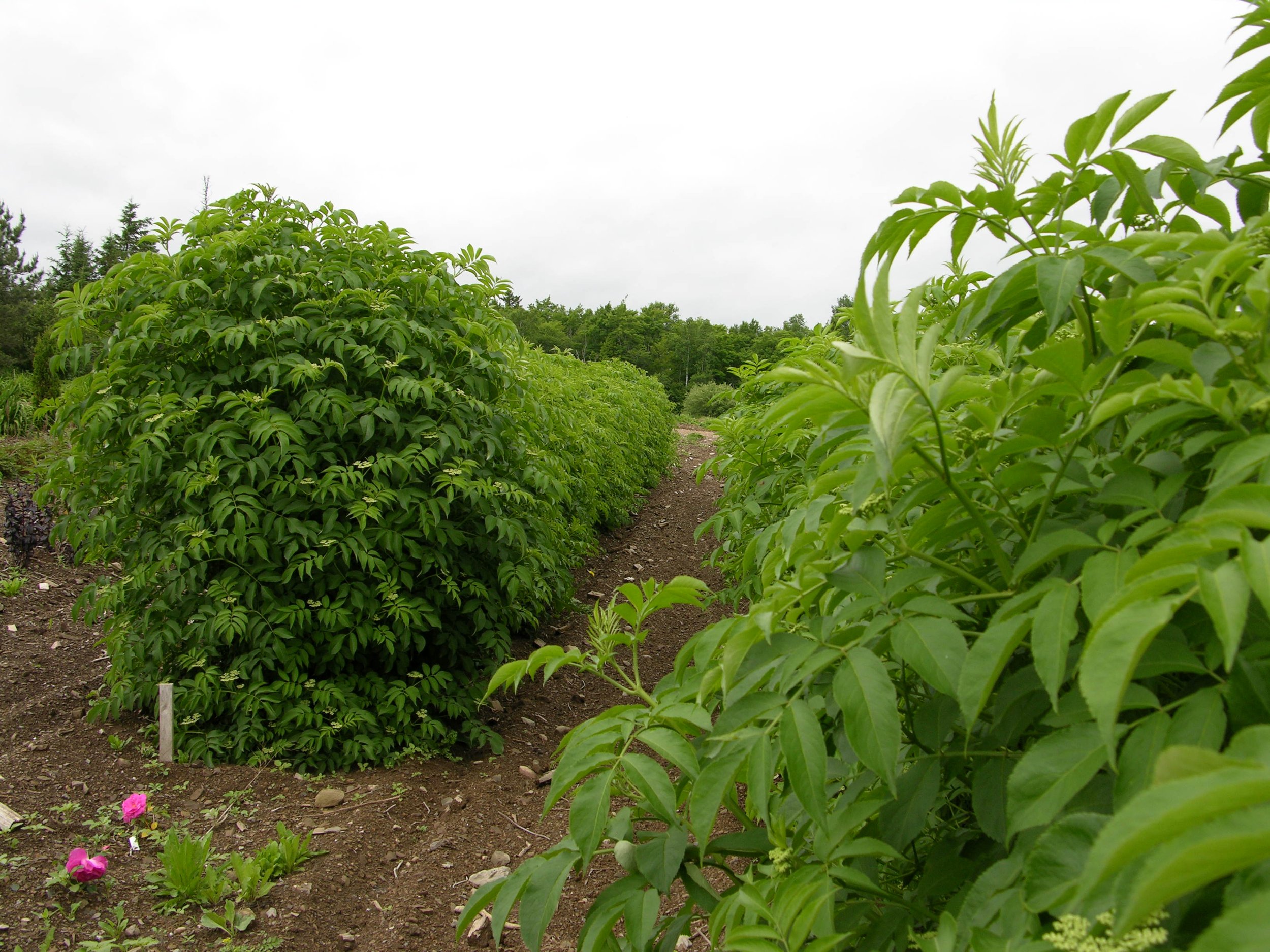 elderberry.jpg