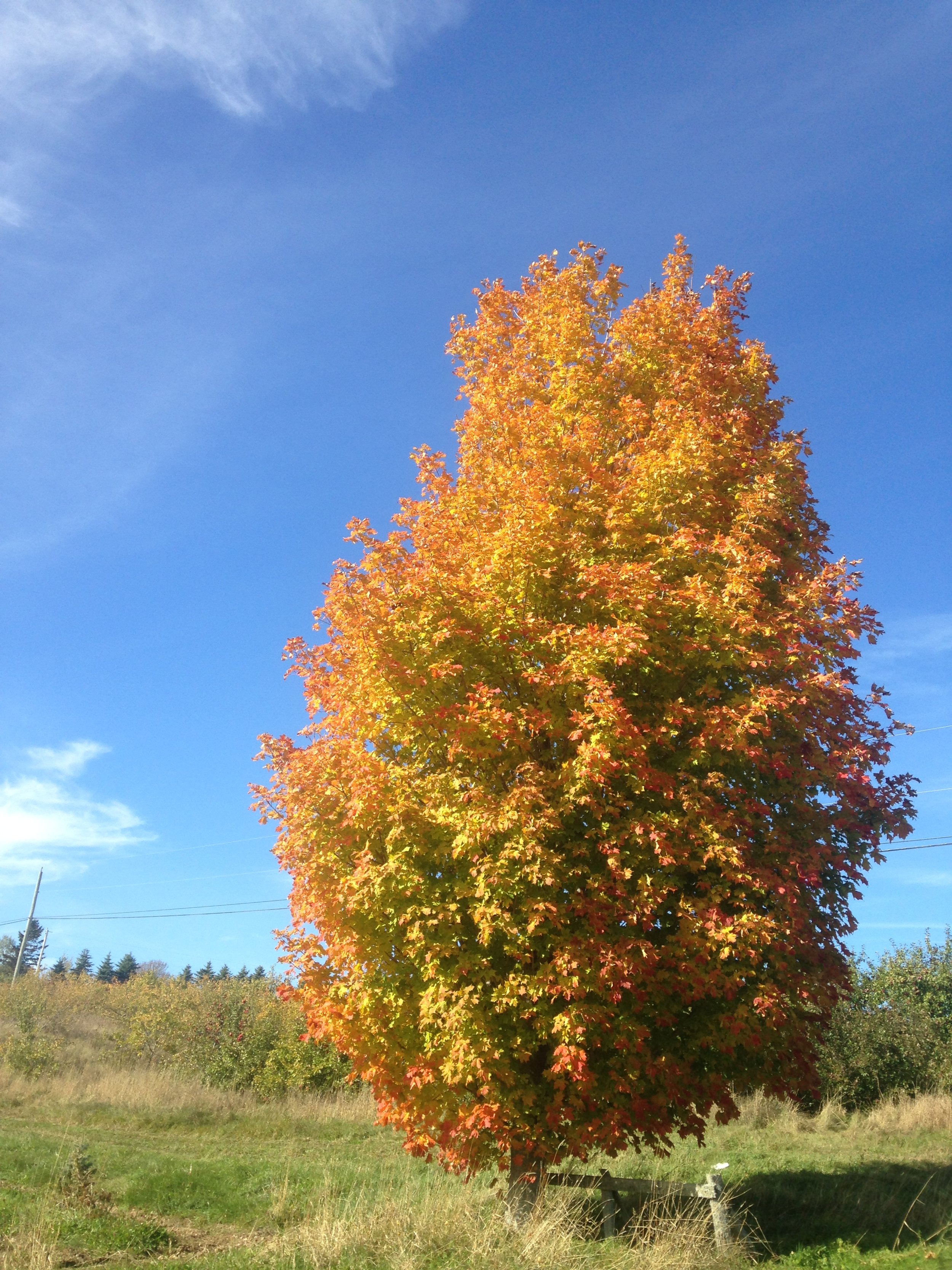 Temple's Upright Sugar Maple 🍁 — Corn Hill Nursery