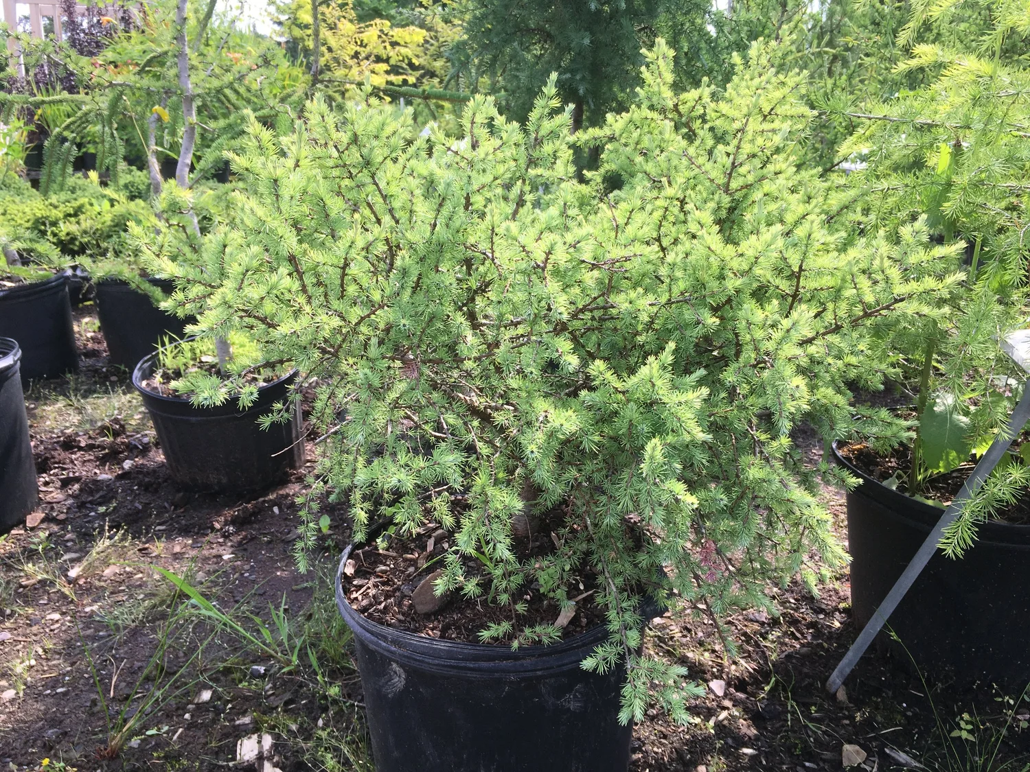 weeping-larch-corn-hill-nursery