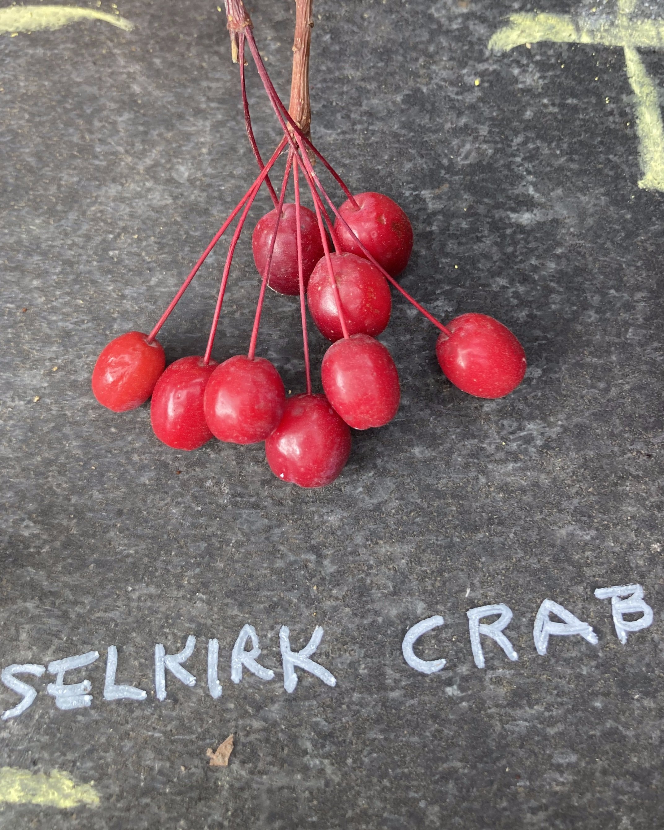 selkirk.jpg
