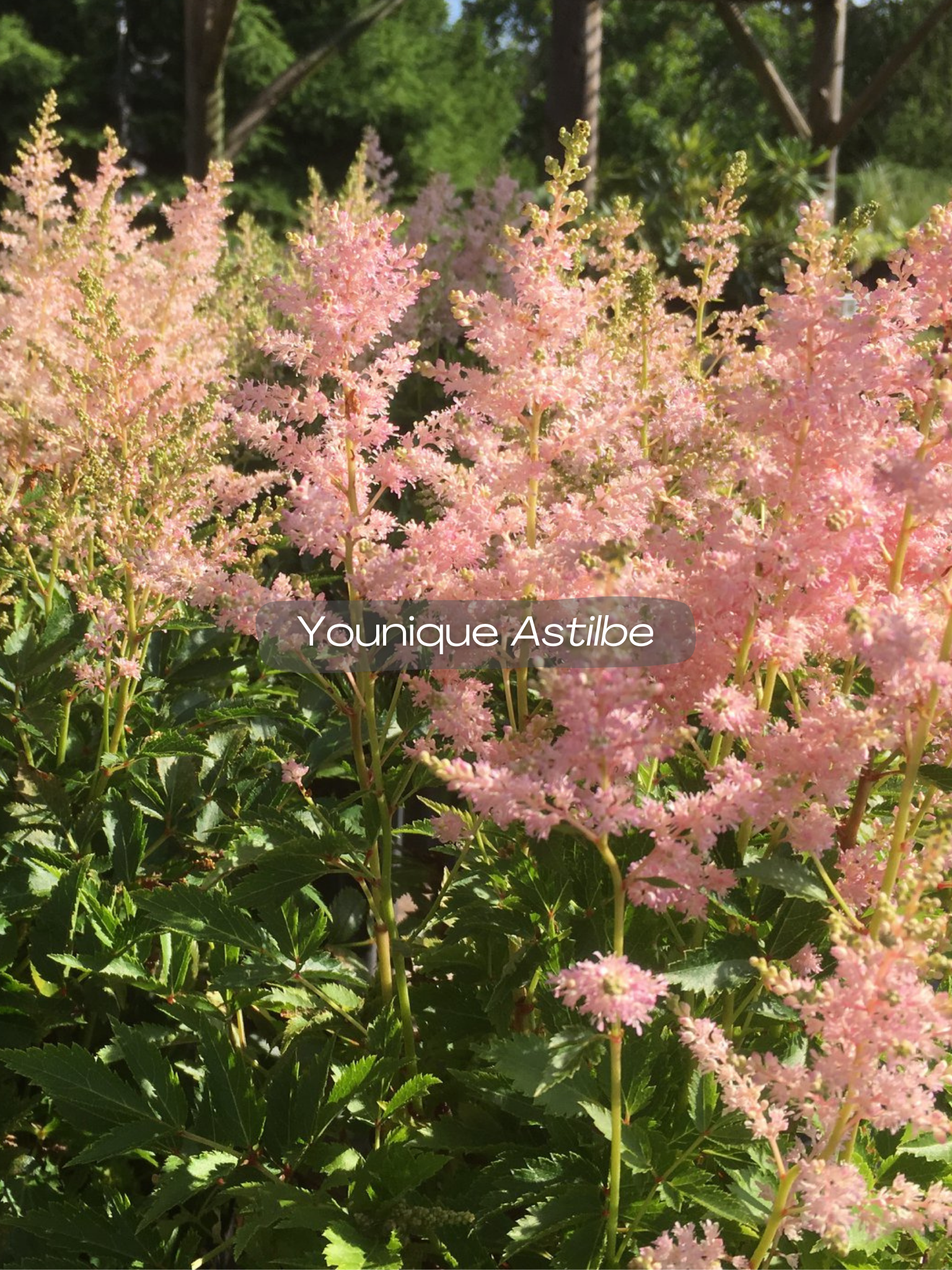 astilbe younique.png